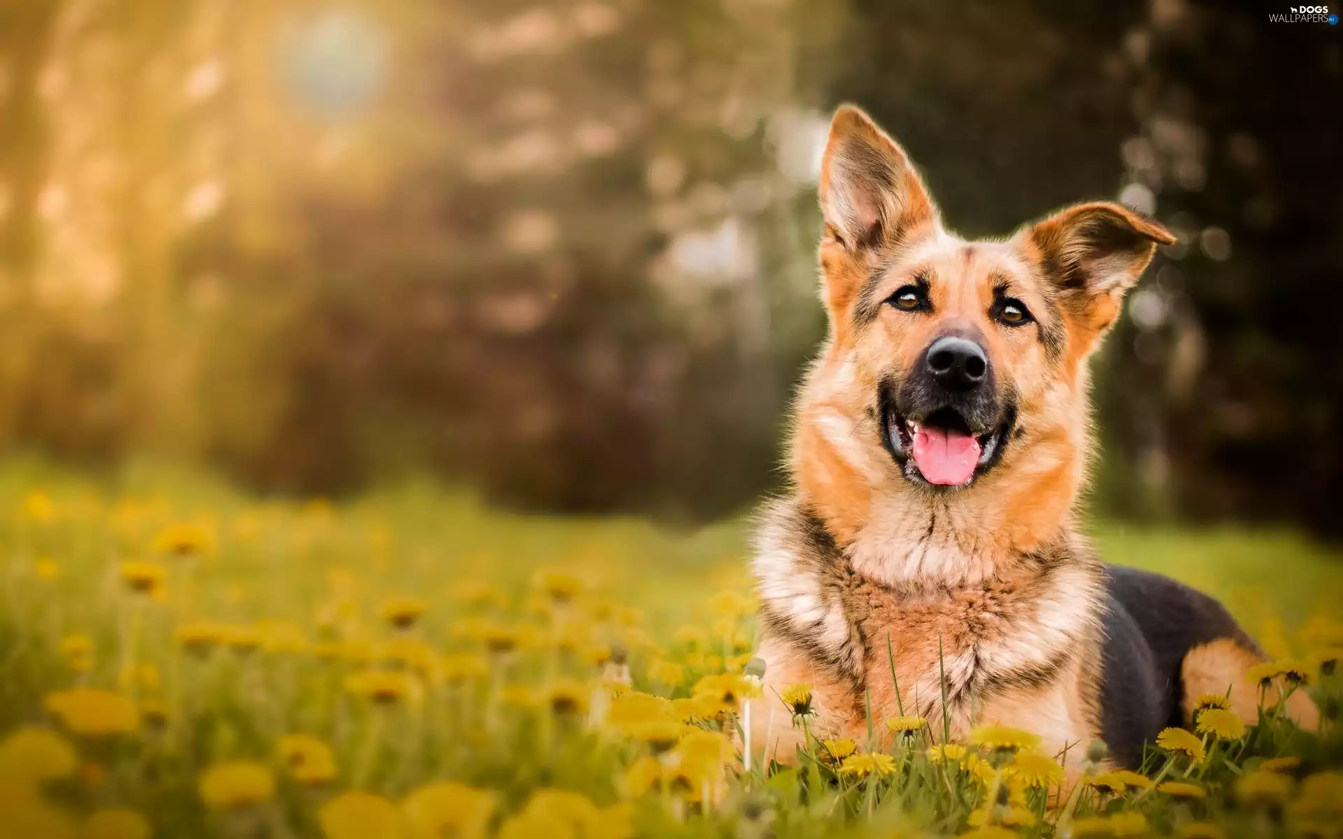 dog, german, Meadow, sheep-dog
