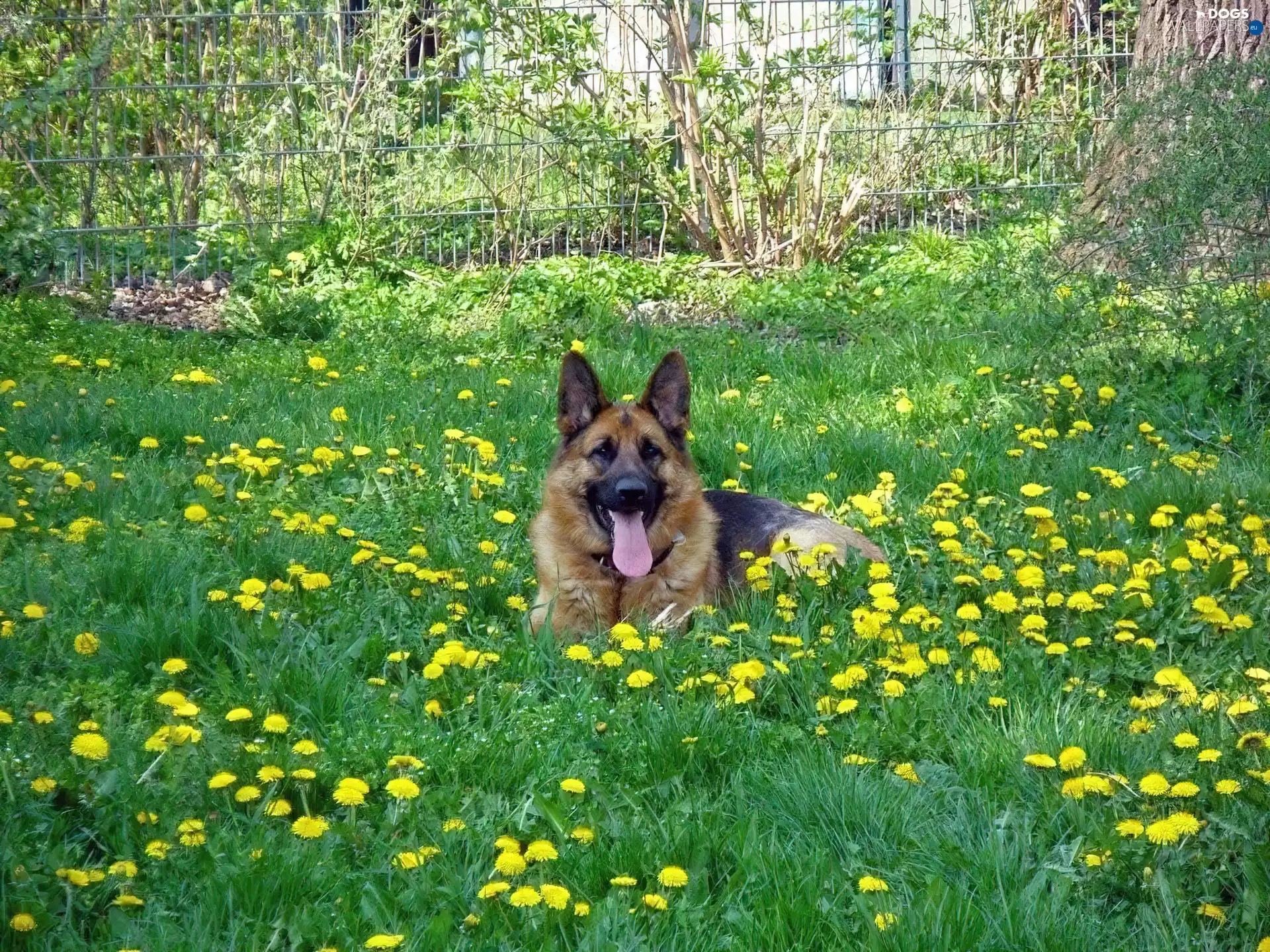 Meadow, sheep-dog, german