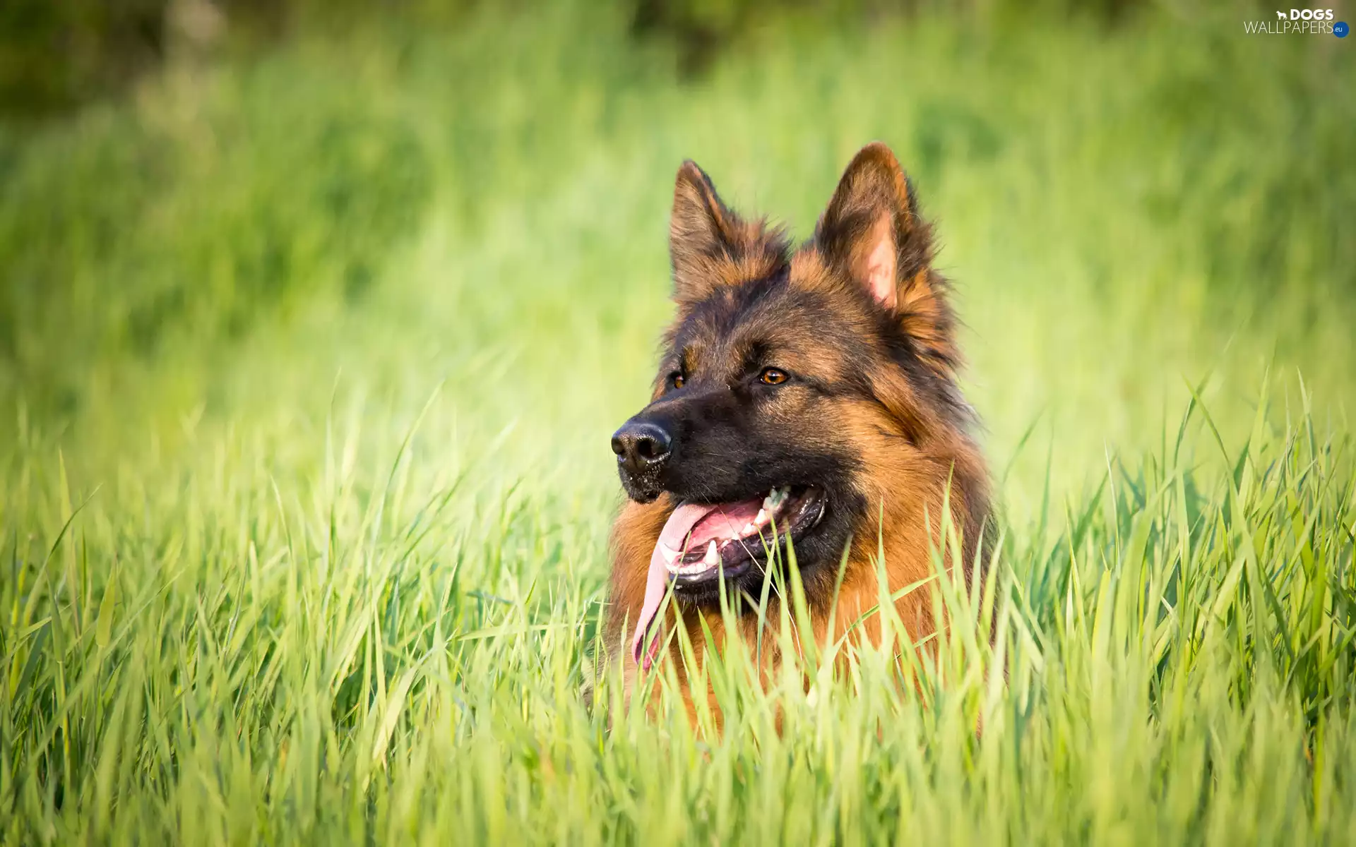 grass, Long Haired German Shepherd, Meadow
