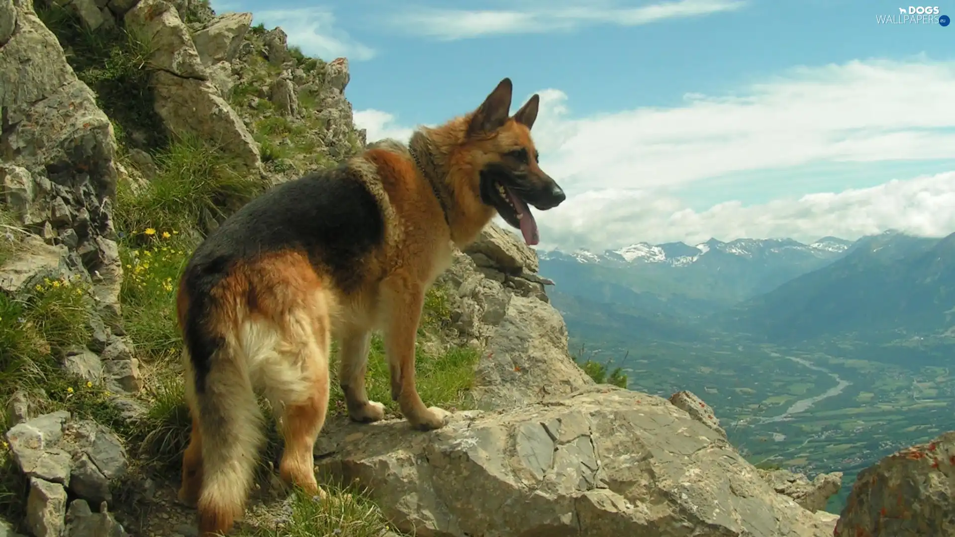 Mountains, German Shepherd