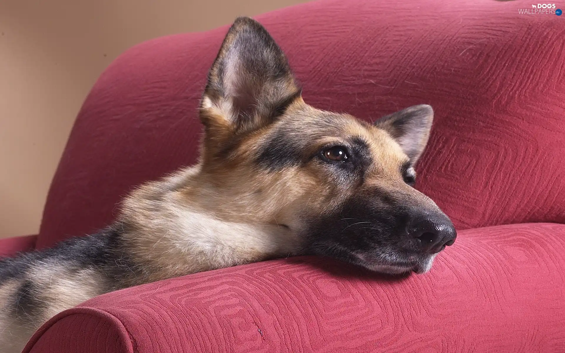 german, sheep-dog, Pink, Sofa