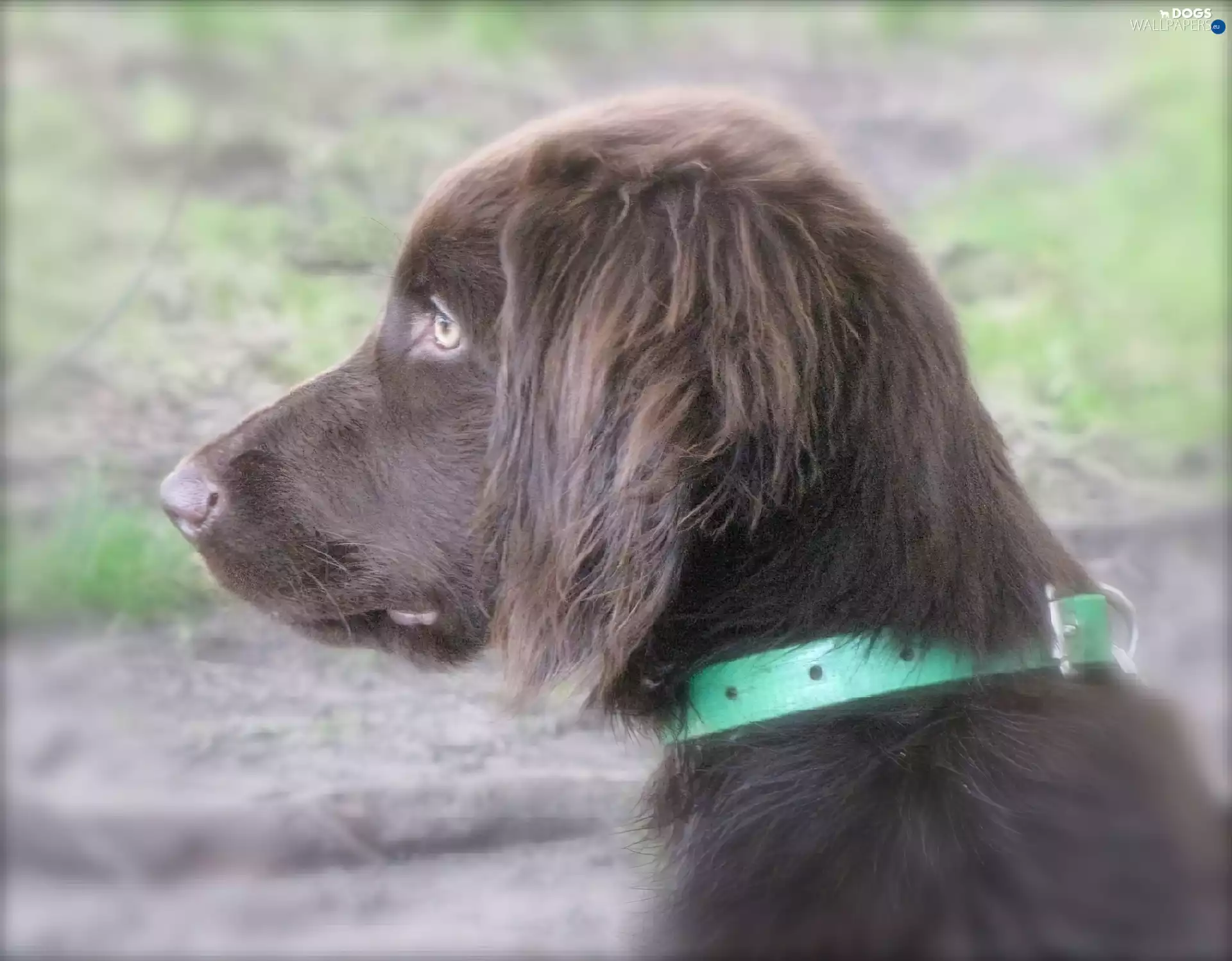 dog-collar, Pointer German Shepherd Dog, Green