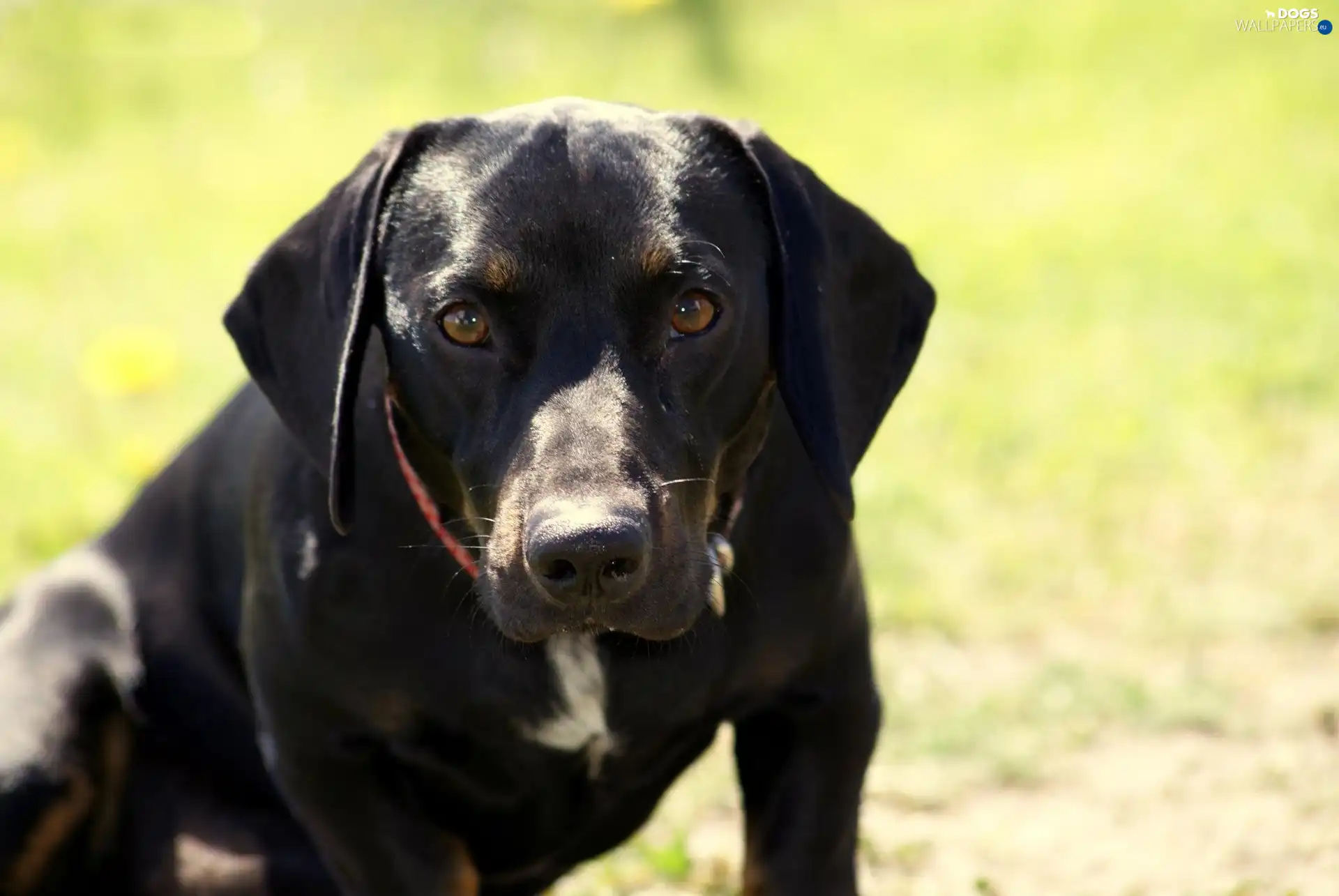 german, pointer