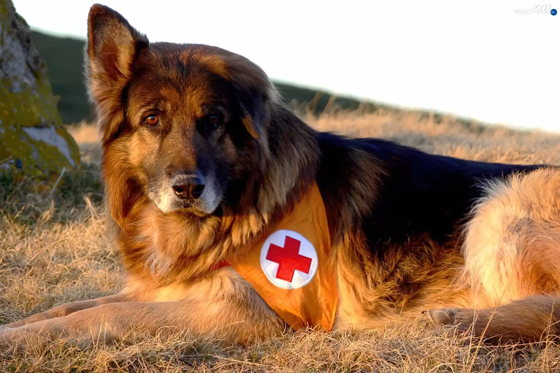 rescuer, sheep-dog, german