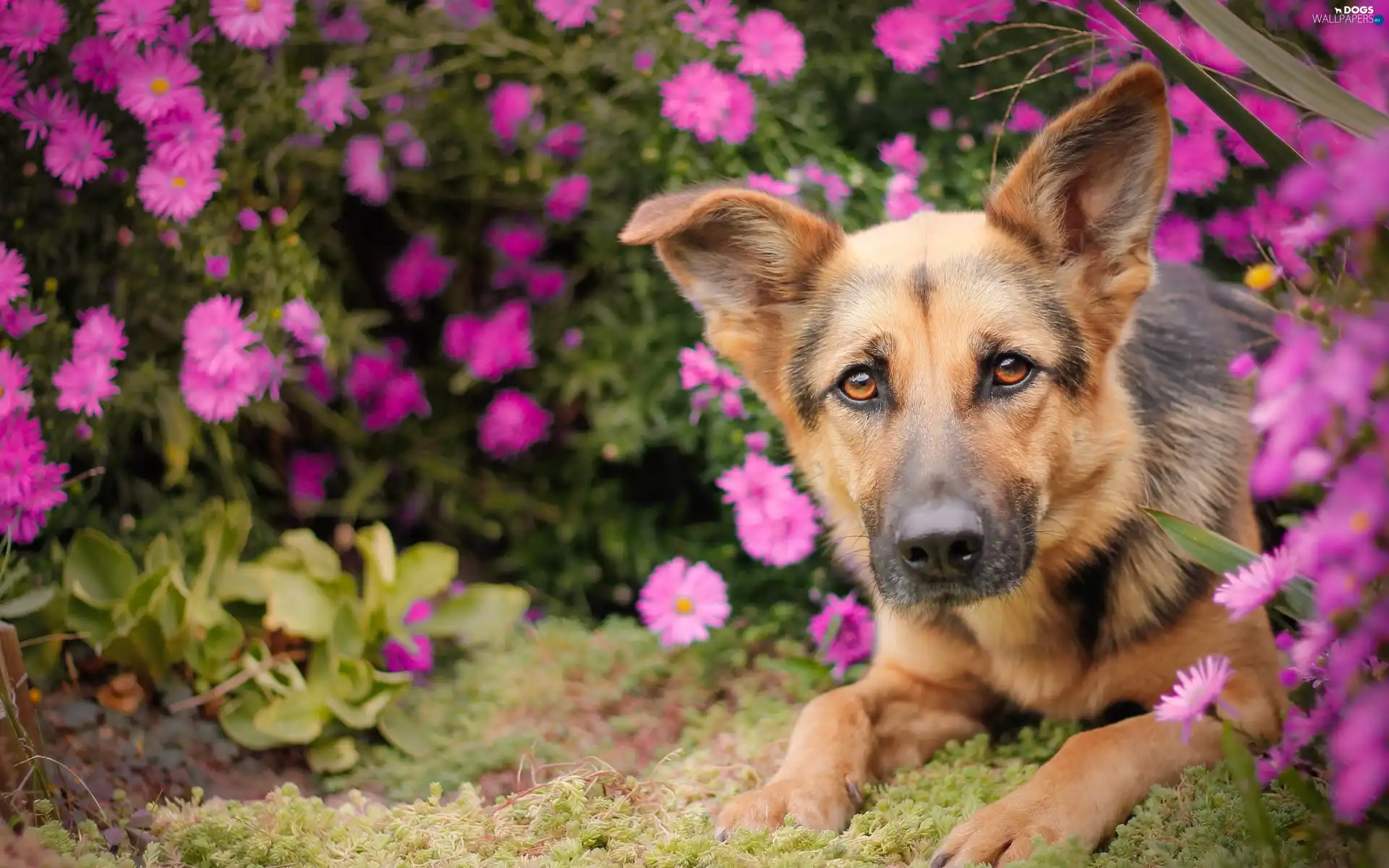 german, garden, sheep-dog