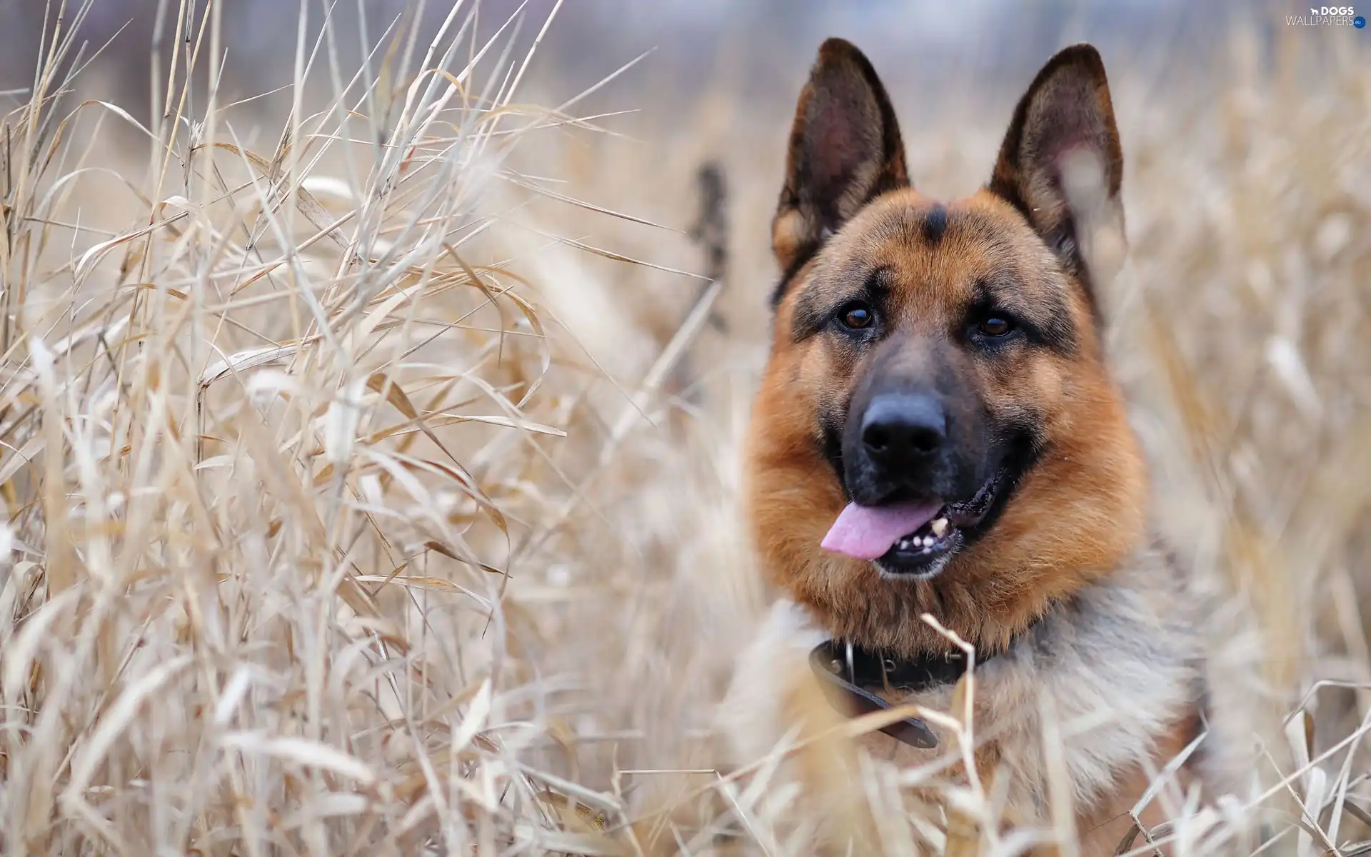 german, grass, sheep-dog