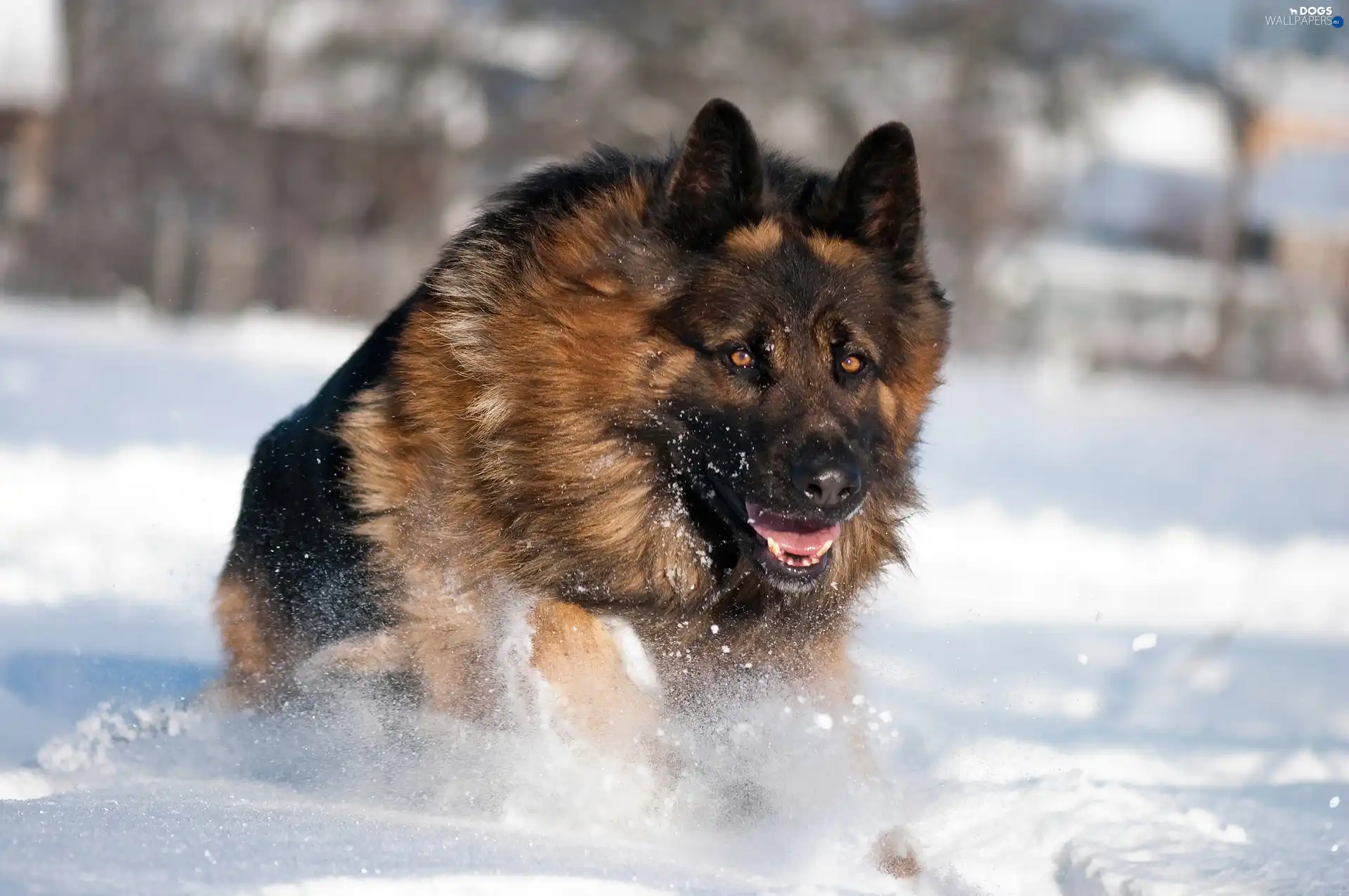 german, In the Snow, sheep-dog