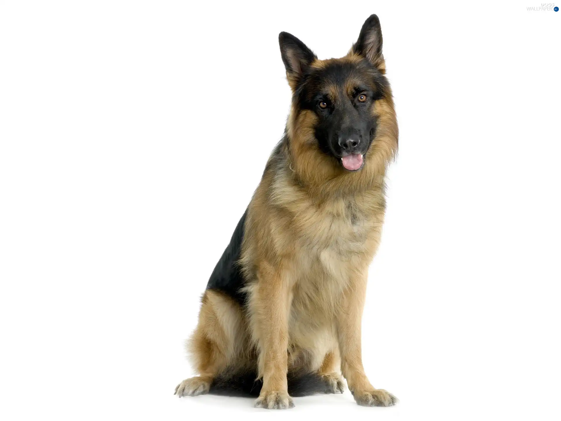 german, Tounge, sheep-dog