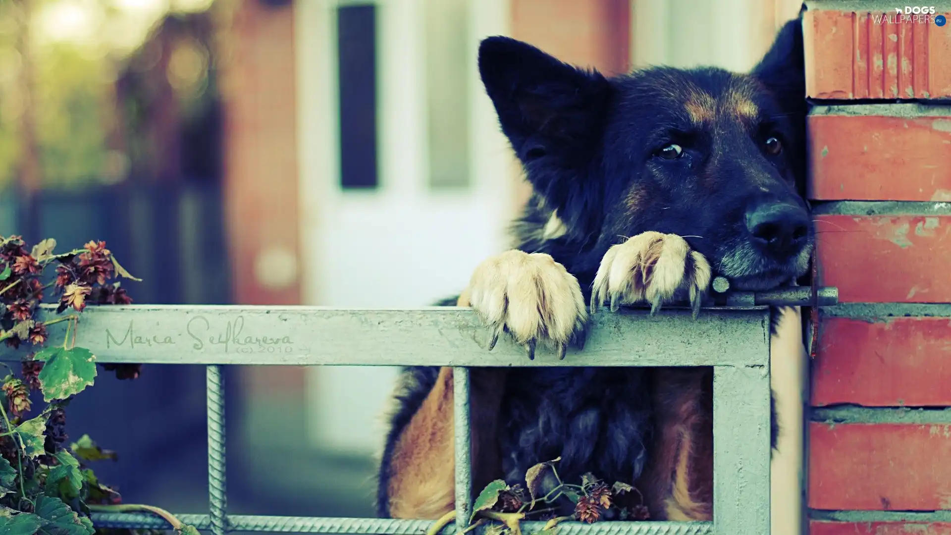 german, wall, sheep-dog