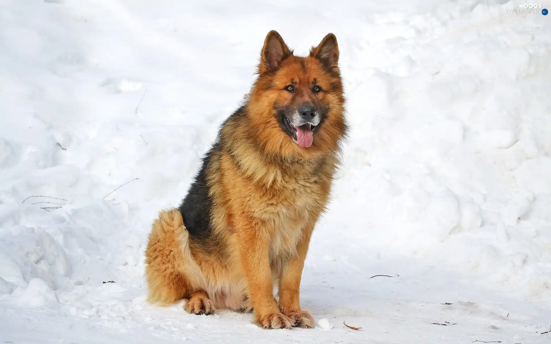 german, winter, sheep-dog