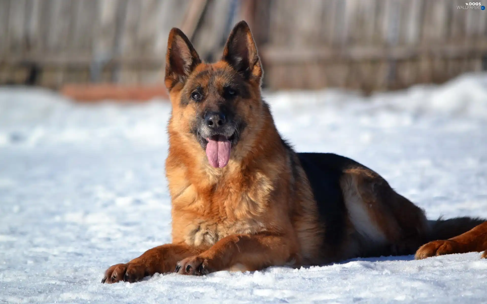 german, winter, sheep-dog