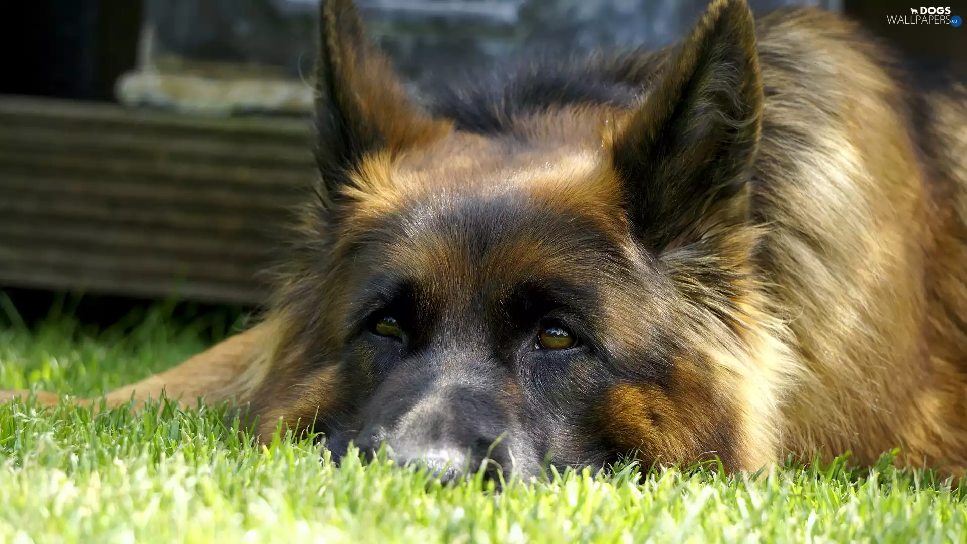 lying, German Shepherd, muzzle, dog