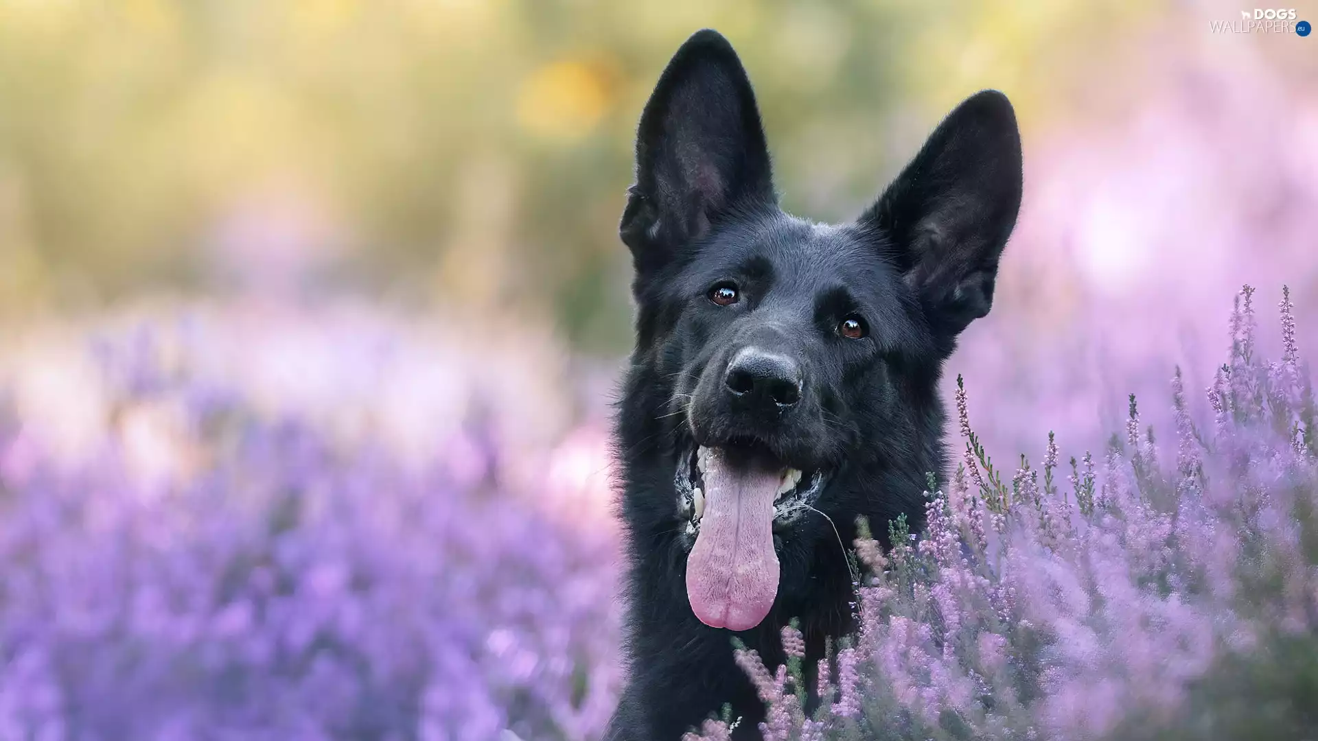 Black, German Shepherd, tongue, dog