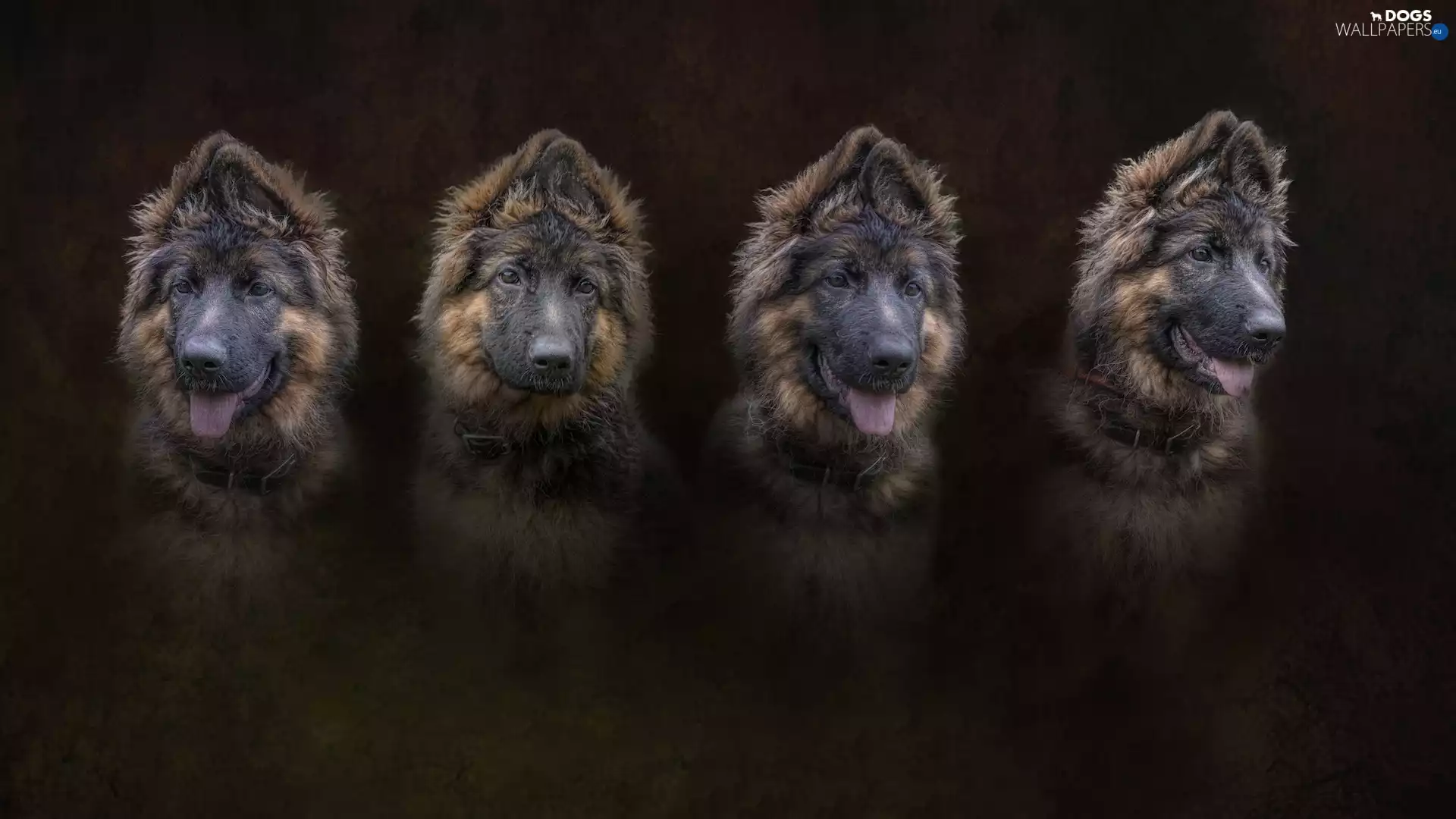 Dogs, German Shepherd, graphics, four