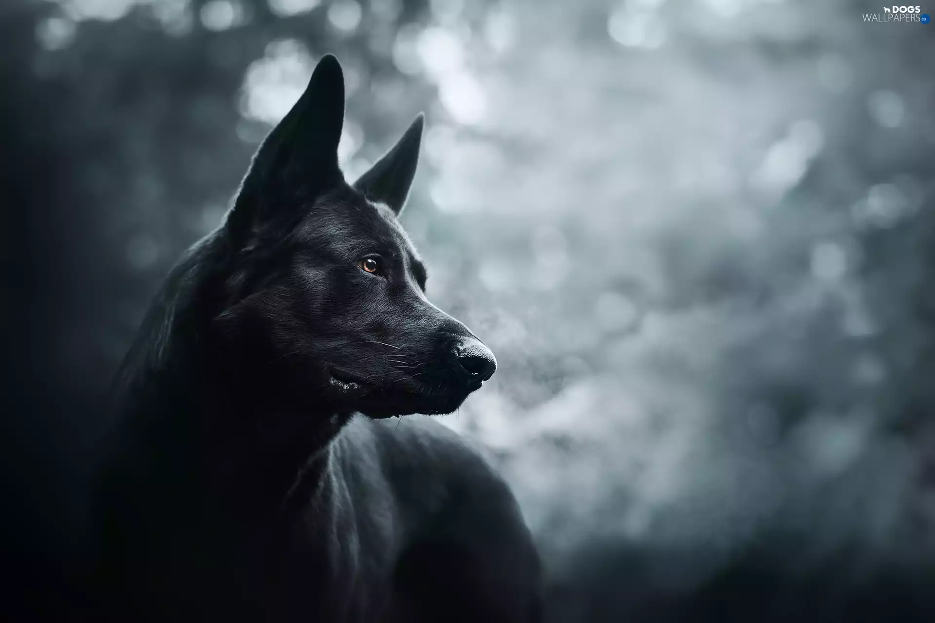 Black German Shepherd Dog, Head