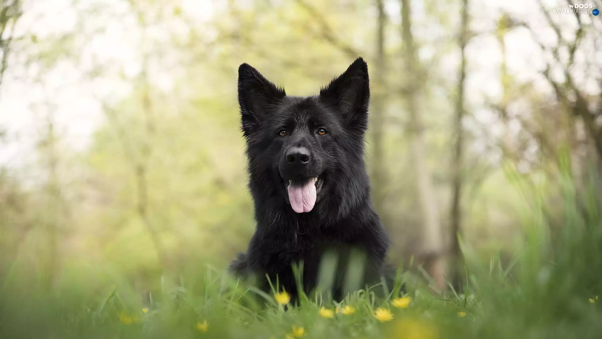 Black German Shepherd Dog, Meadow