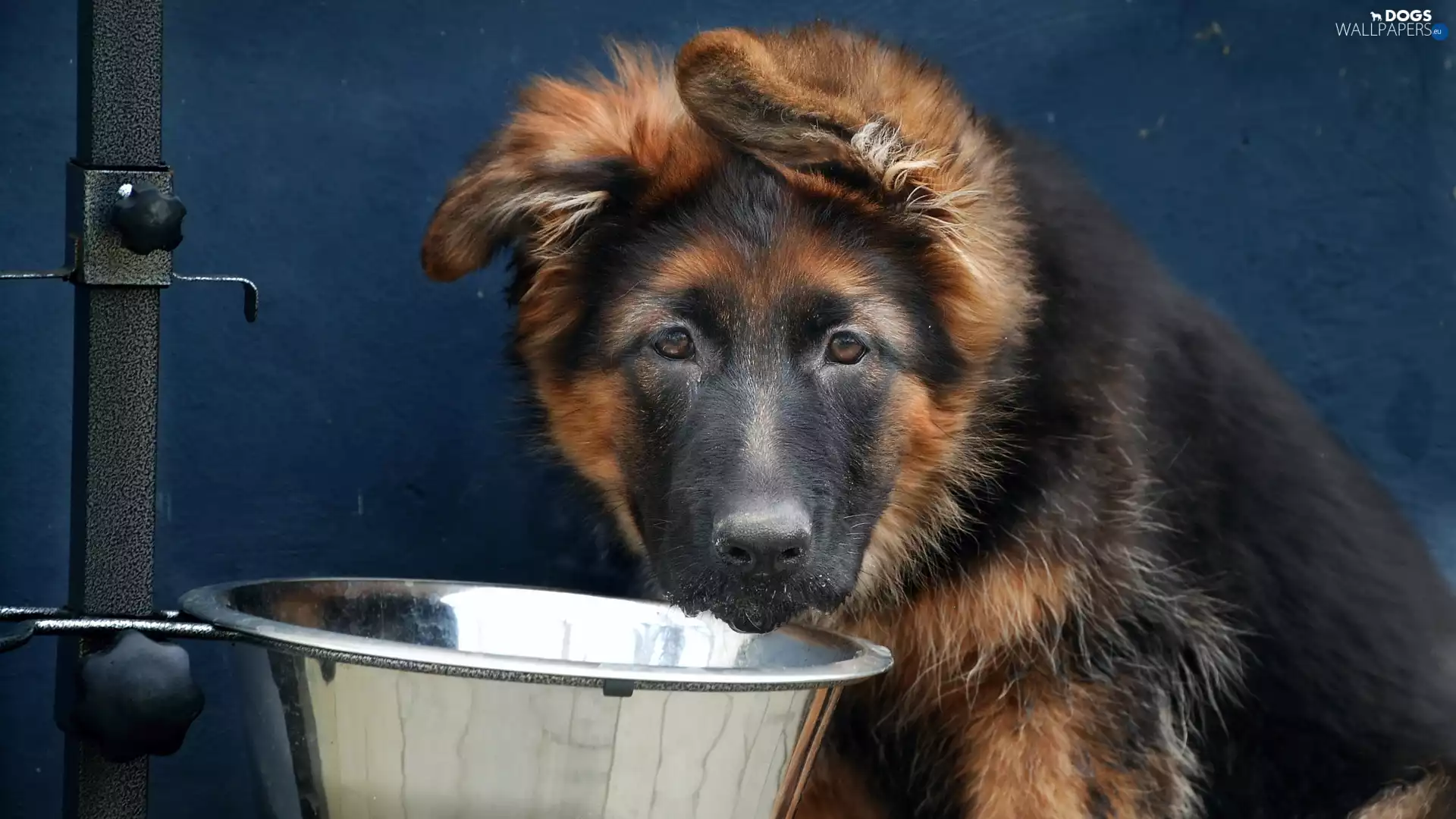 dog, German Shepherd, bowl, Puppy