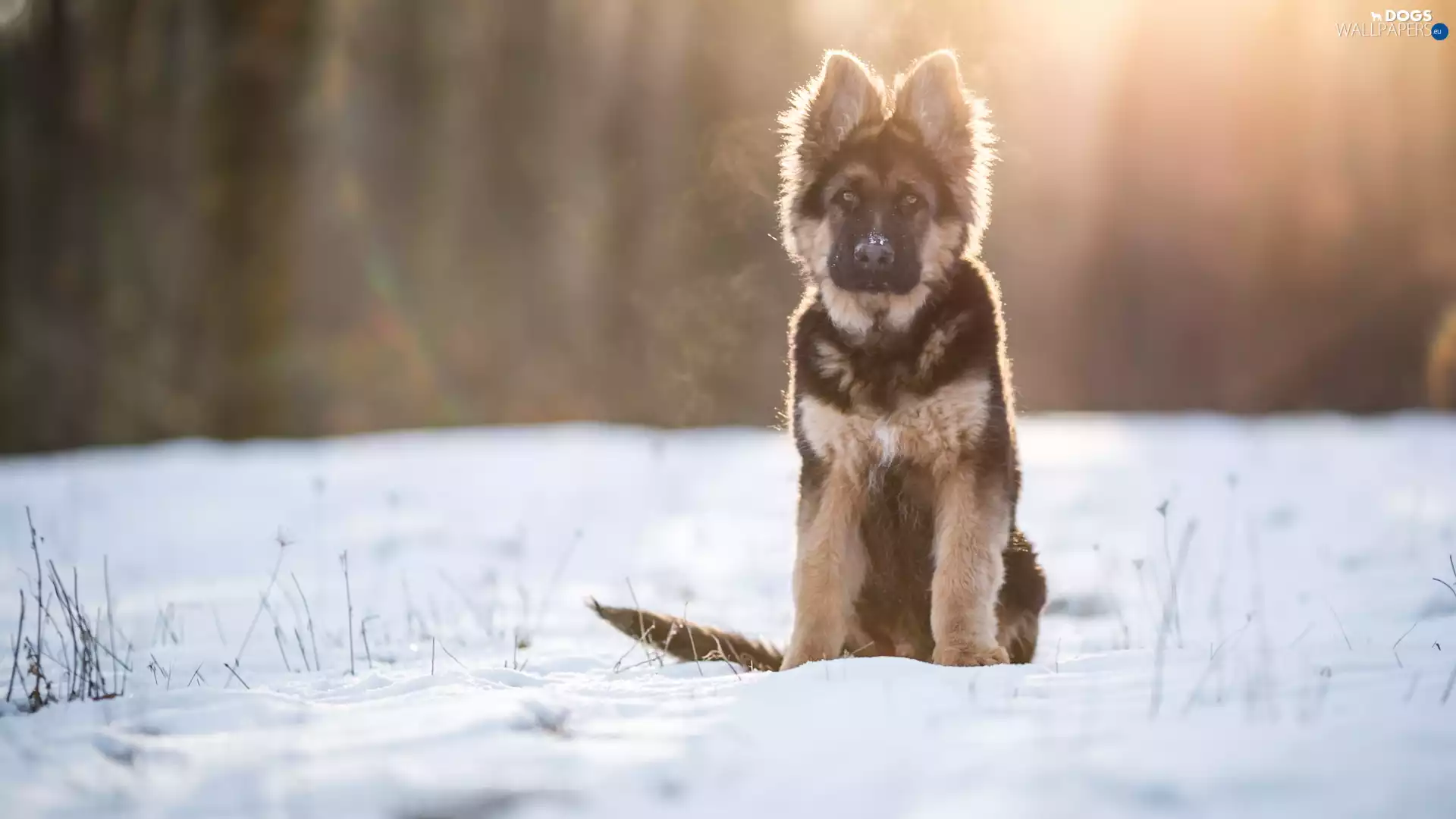 sitter, German Shepherd, snow, Puppy