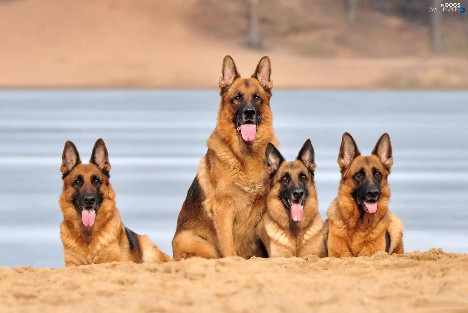 German, four, Shepherds