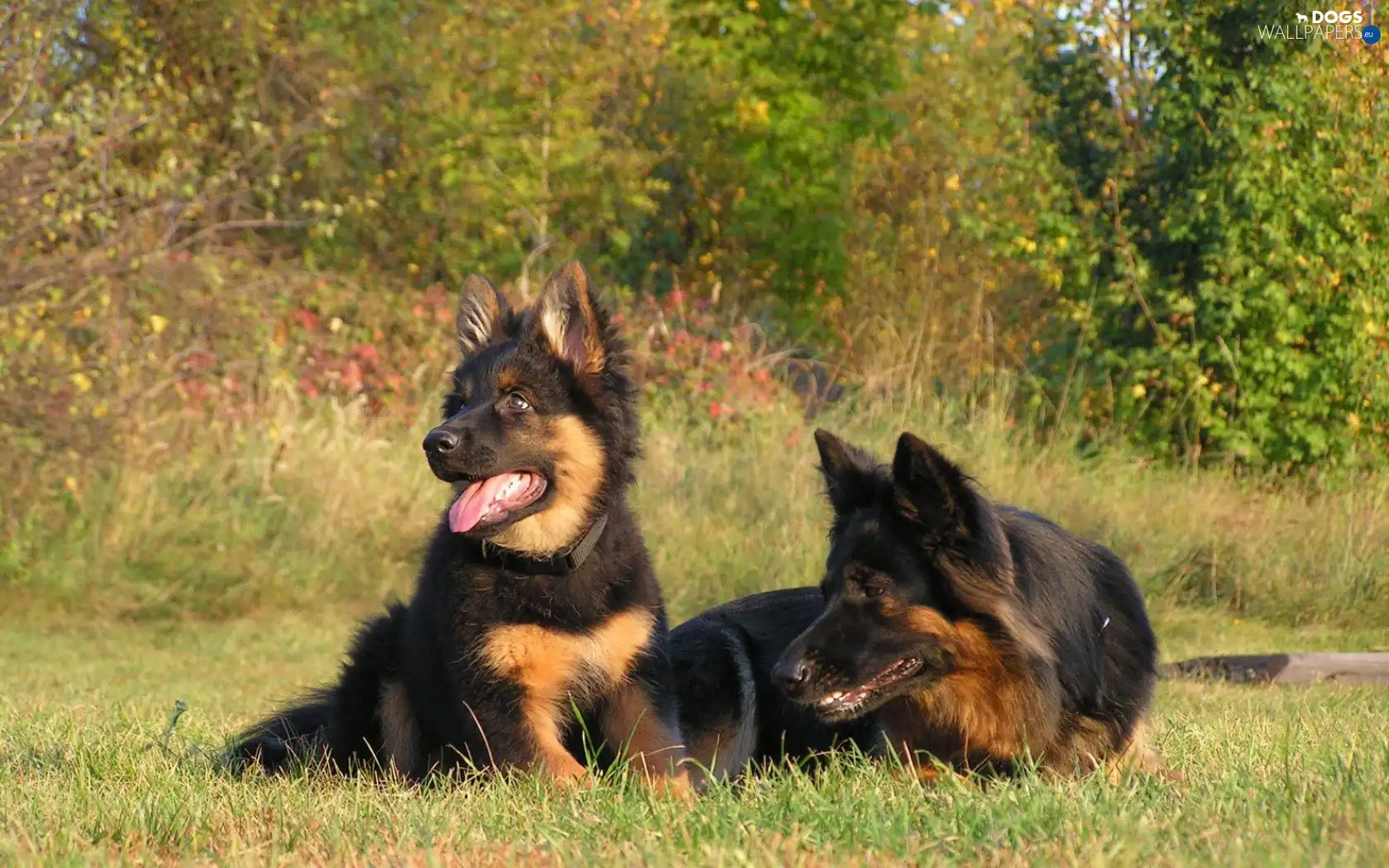 German, Shepherds