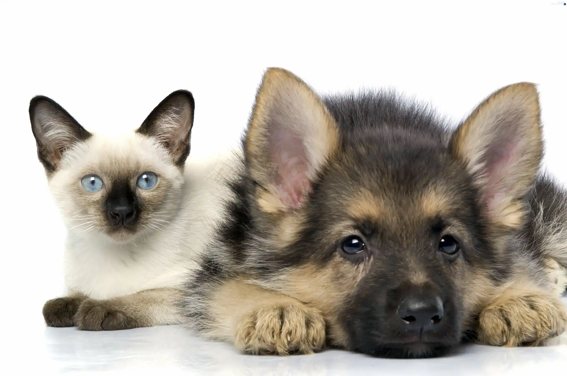 German Shepherd, Siamese Cat