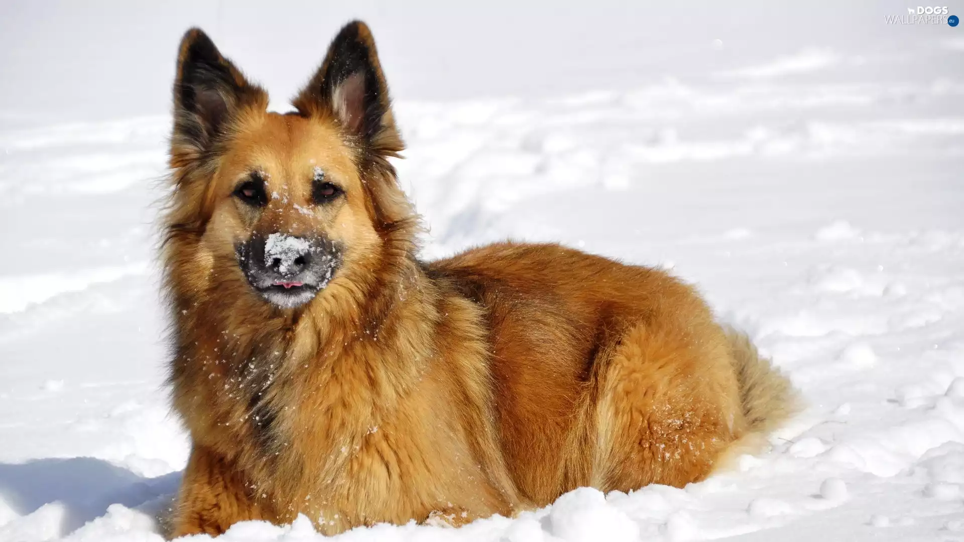 German Shepherd, snow
