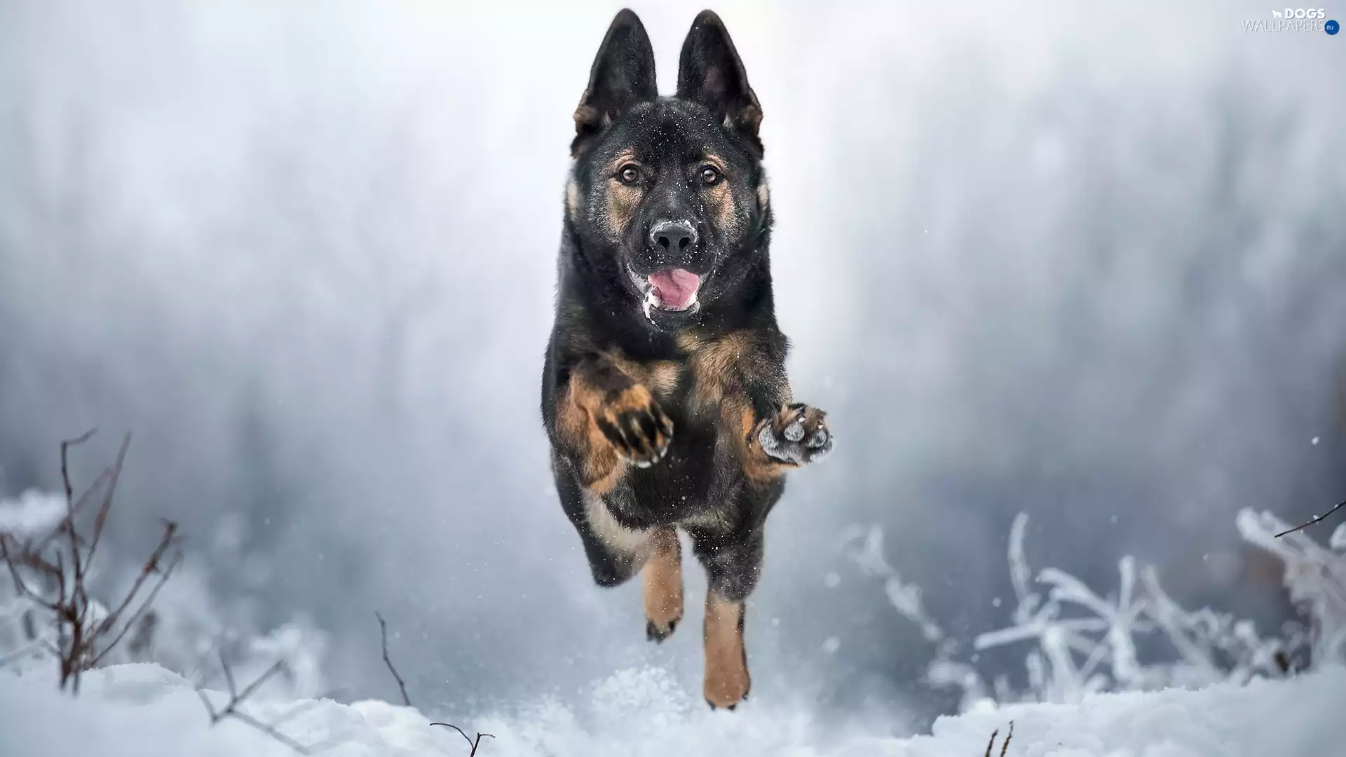 German Shepherd, snow