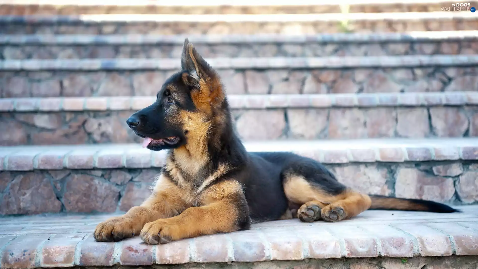Stairs, sheep-dog, german