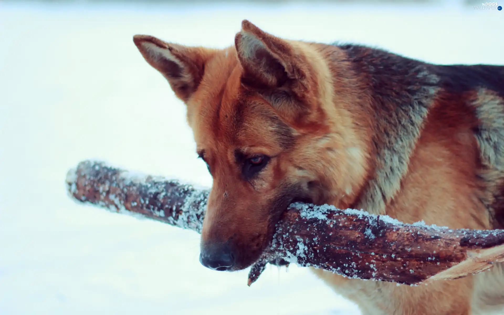 German Shepherd, stick, dog