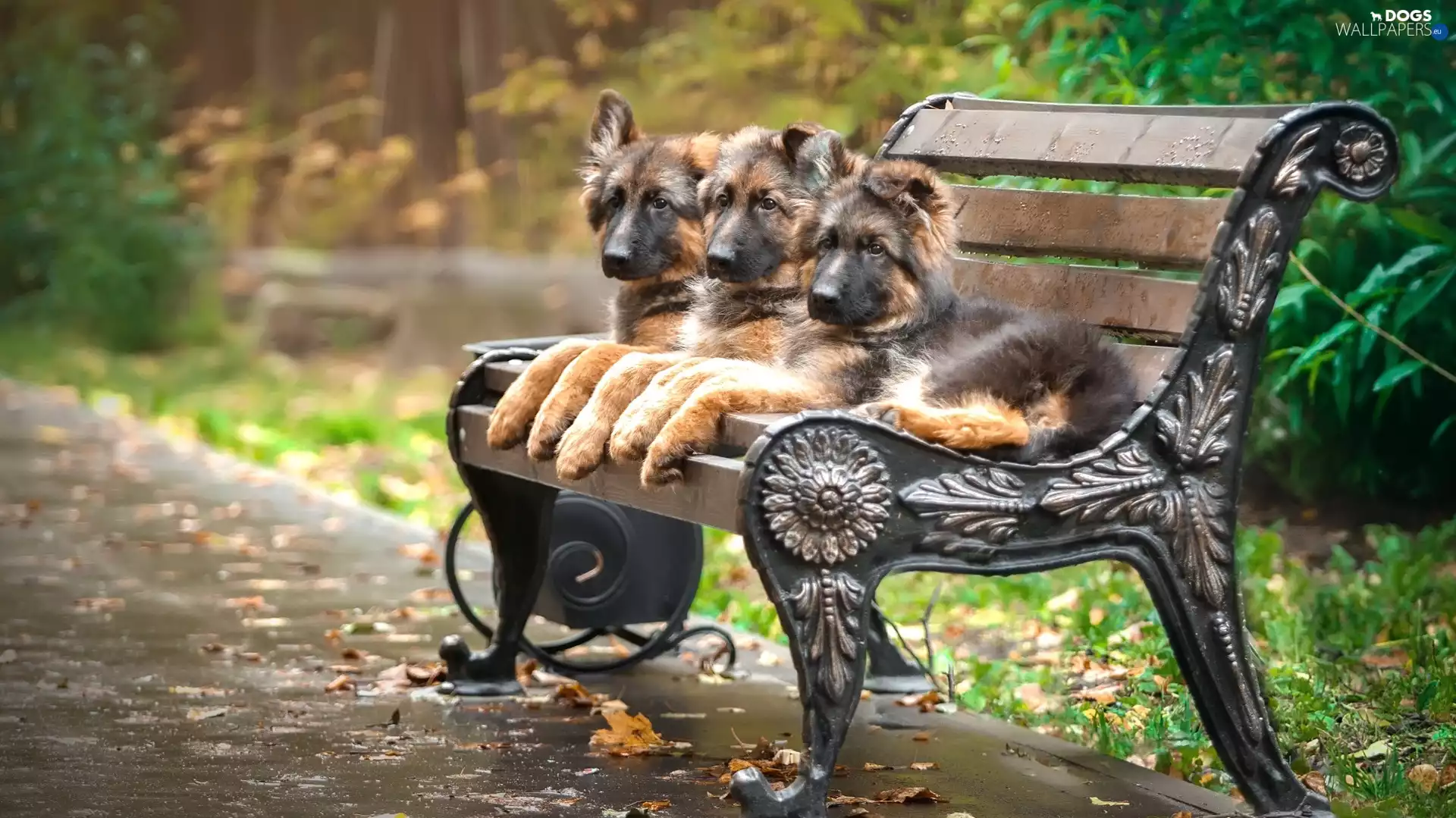 lane, Bench, puppies, German Shepherds, Three