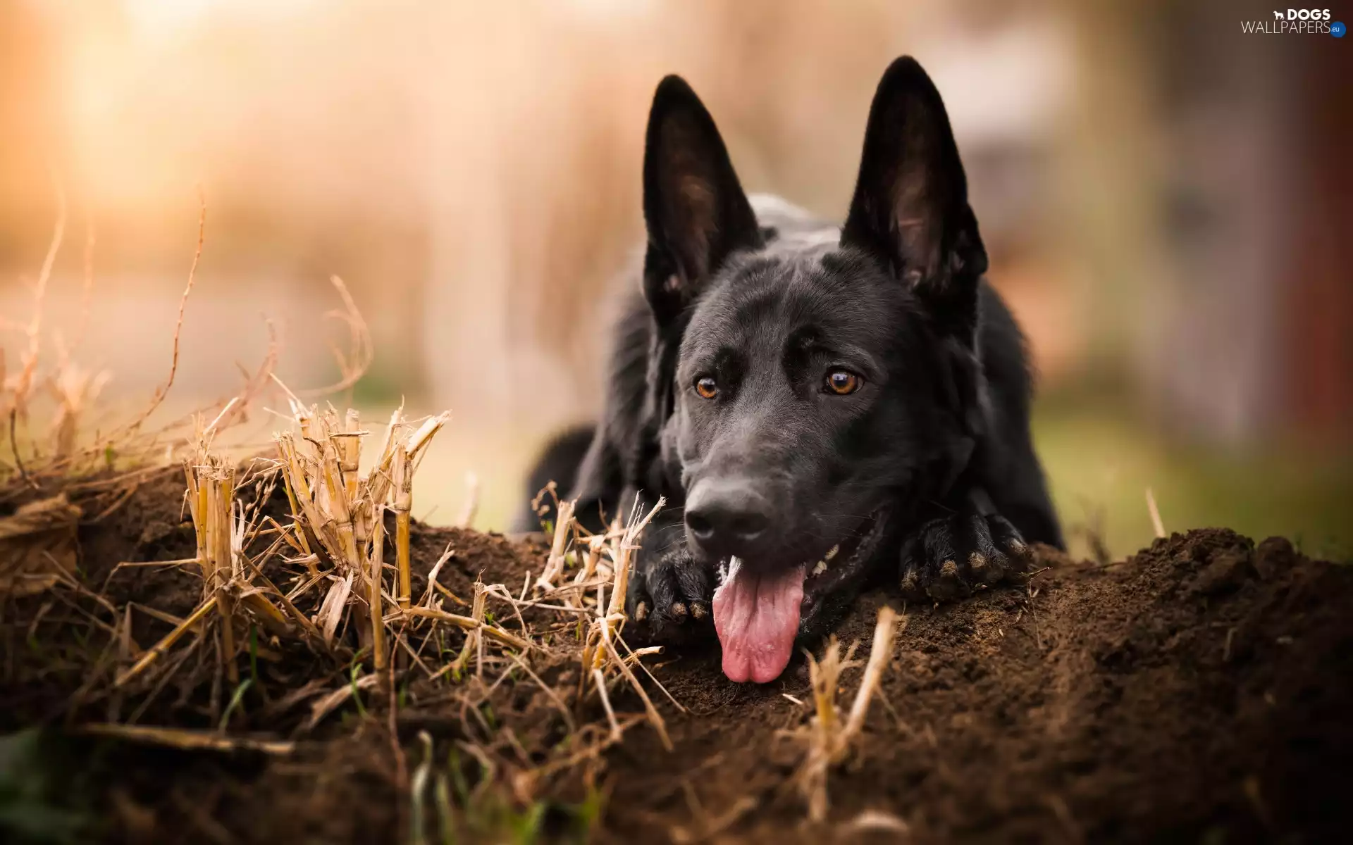 German Shepherd, Tounge