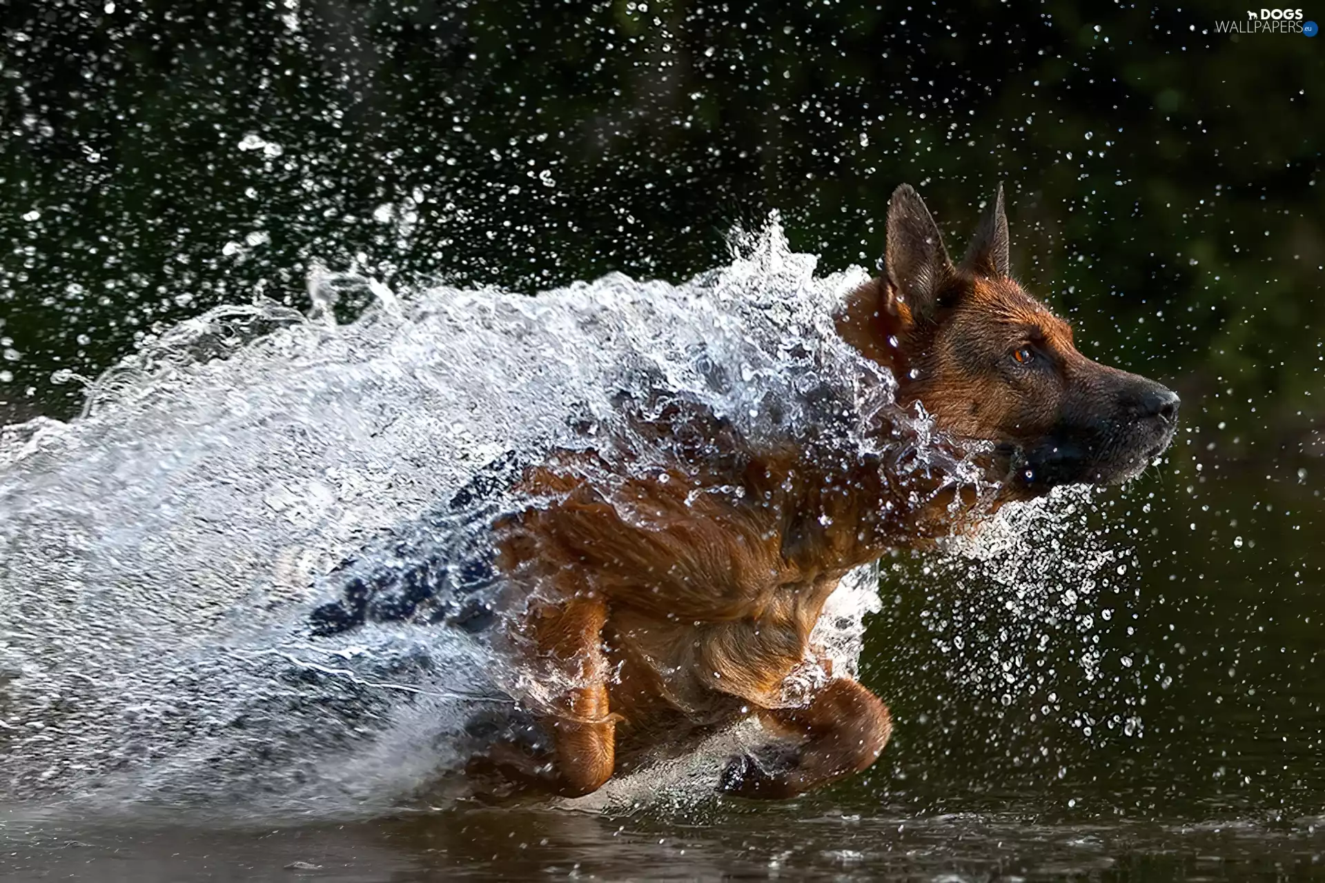water, sheep-dog, german