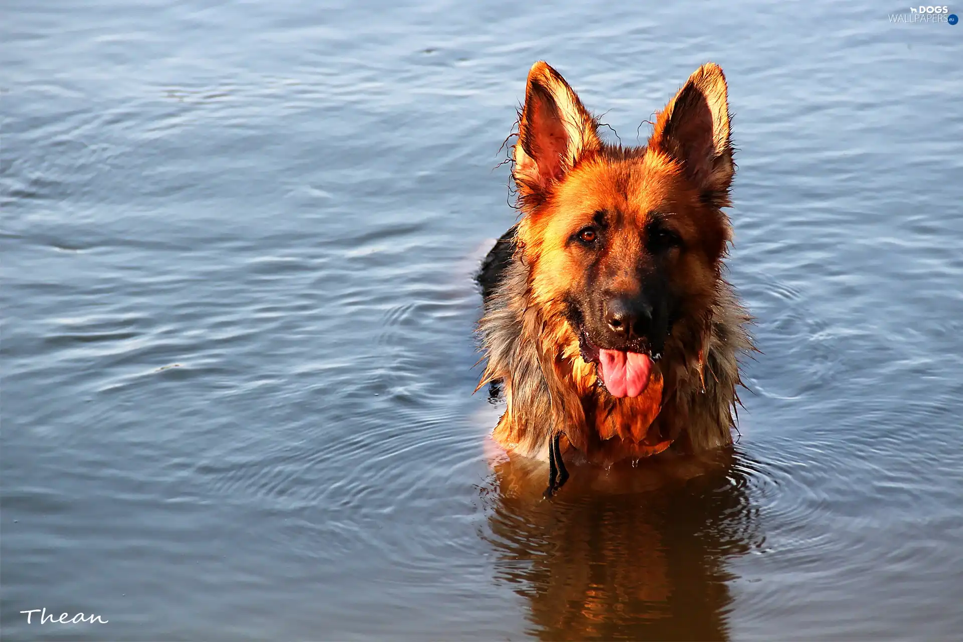 water, German Shepherd
