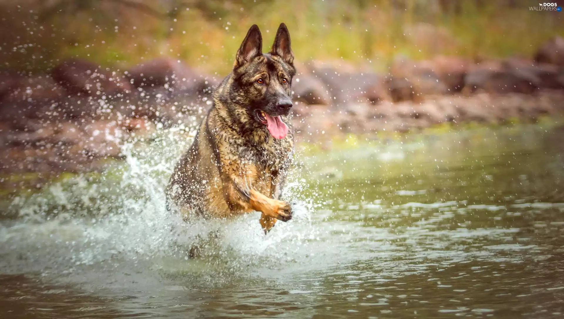 German Shepherd, water