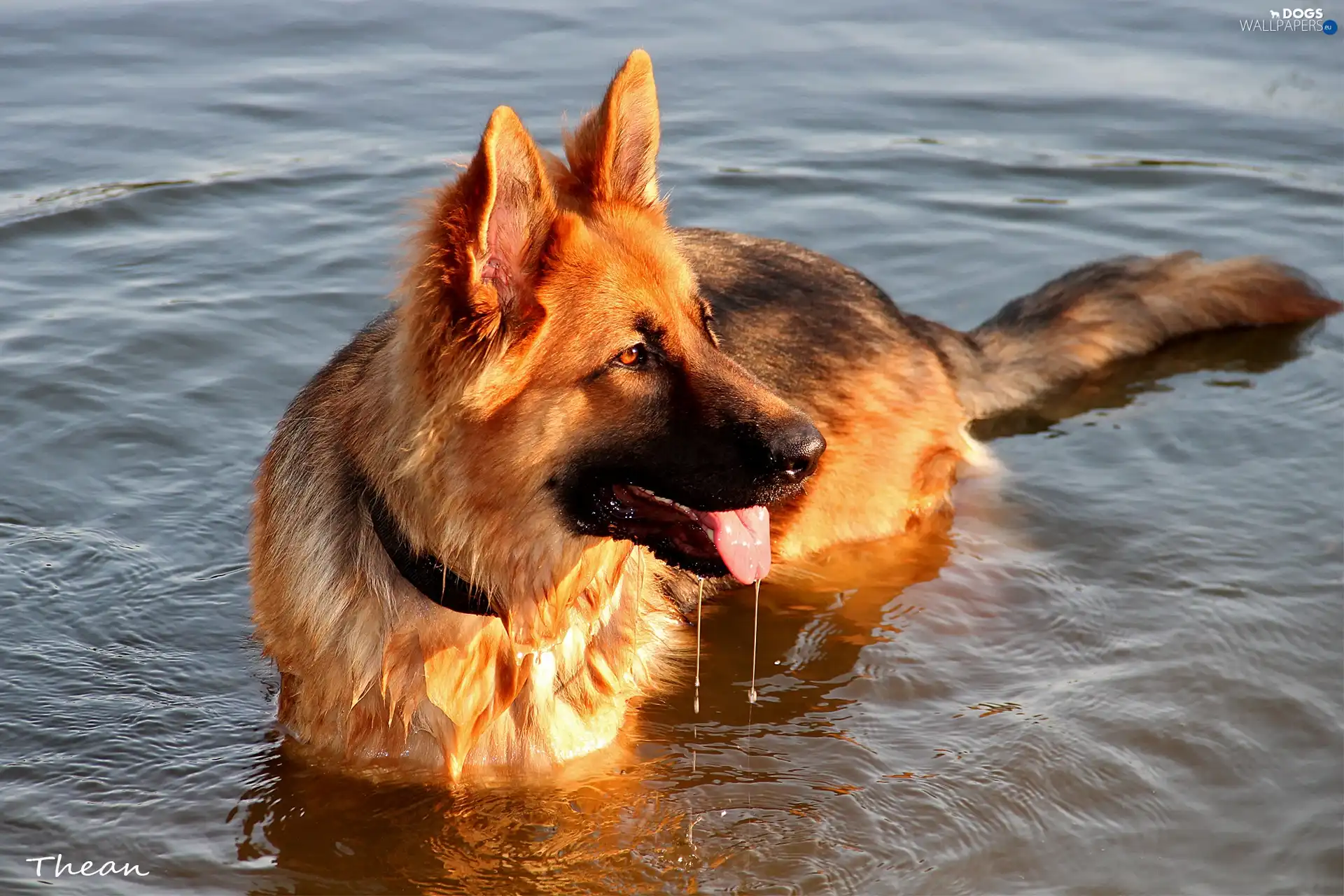 water, German Shepherd