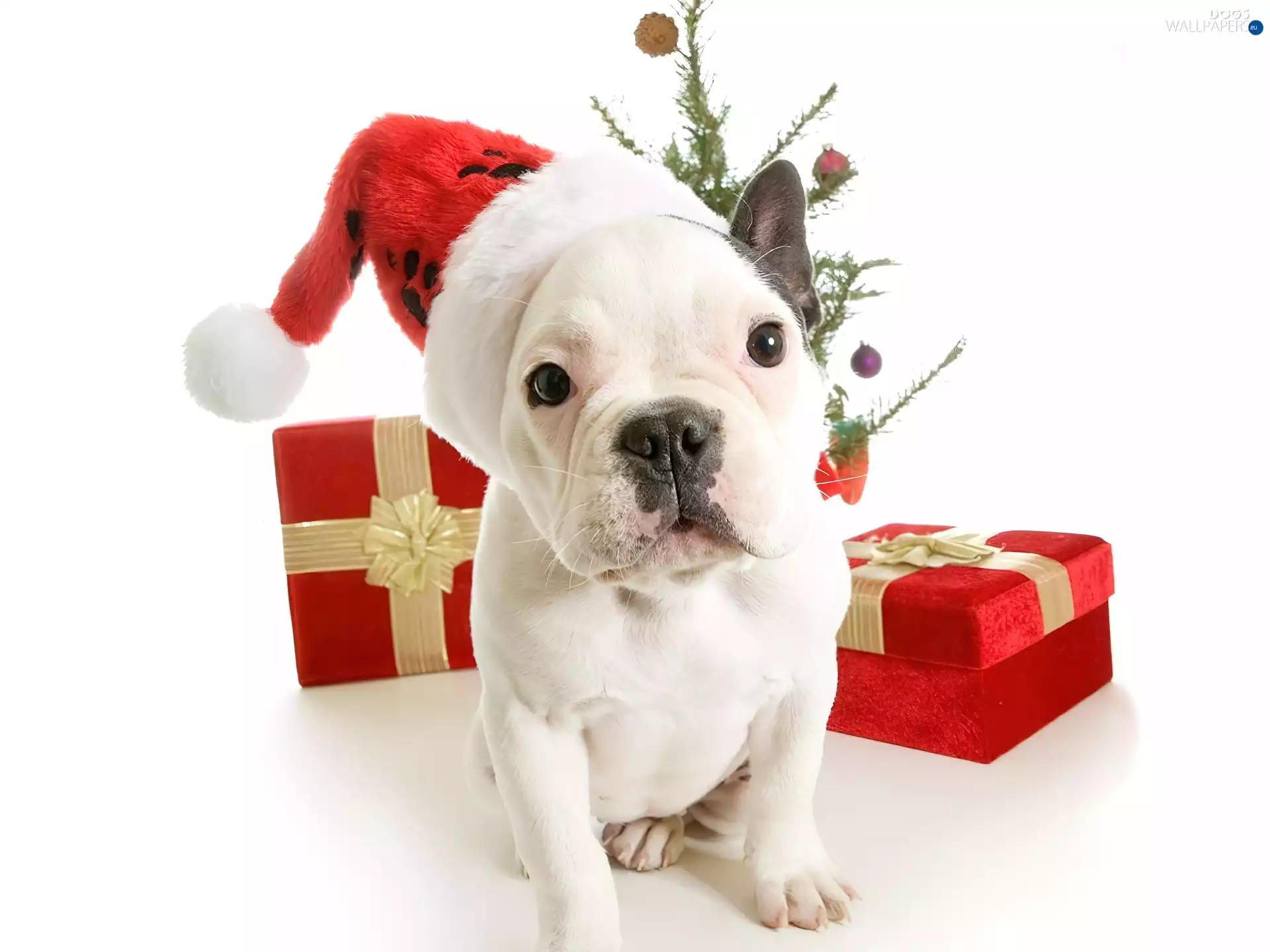 Hat, Nicholas, christmas, gifts, French Bulldog