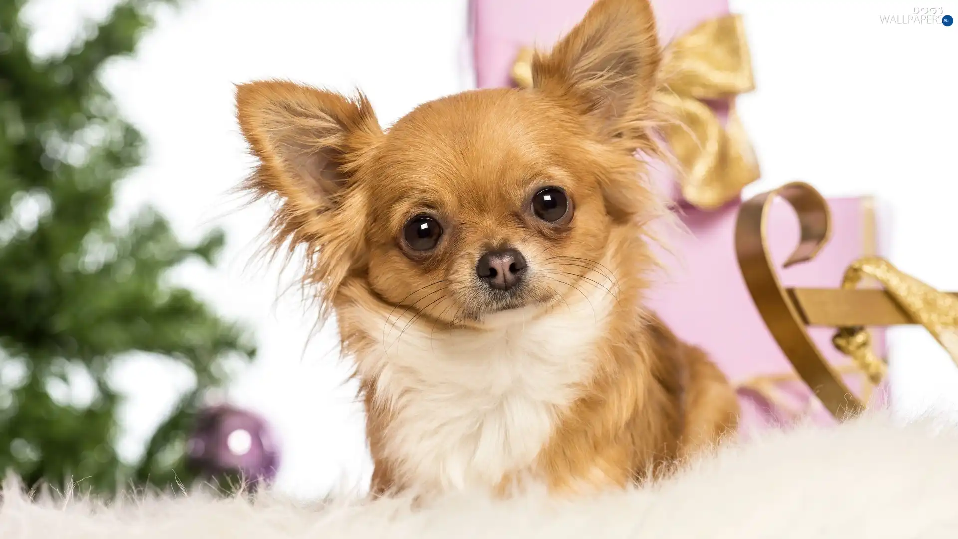 Chihuahua, gifts, doggy
