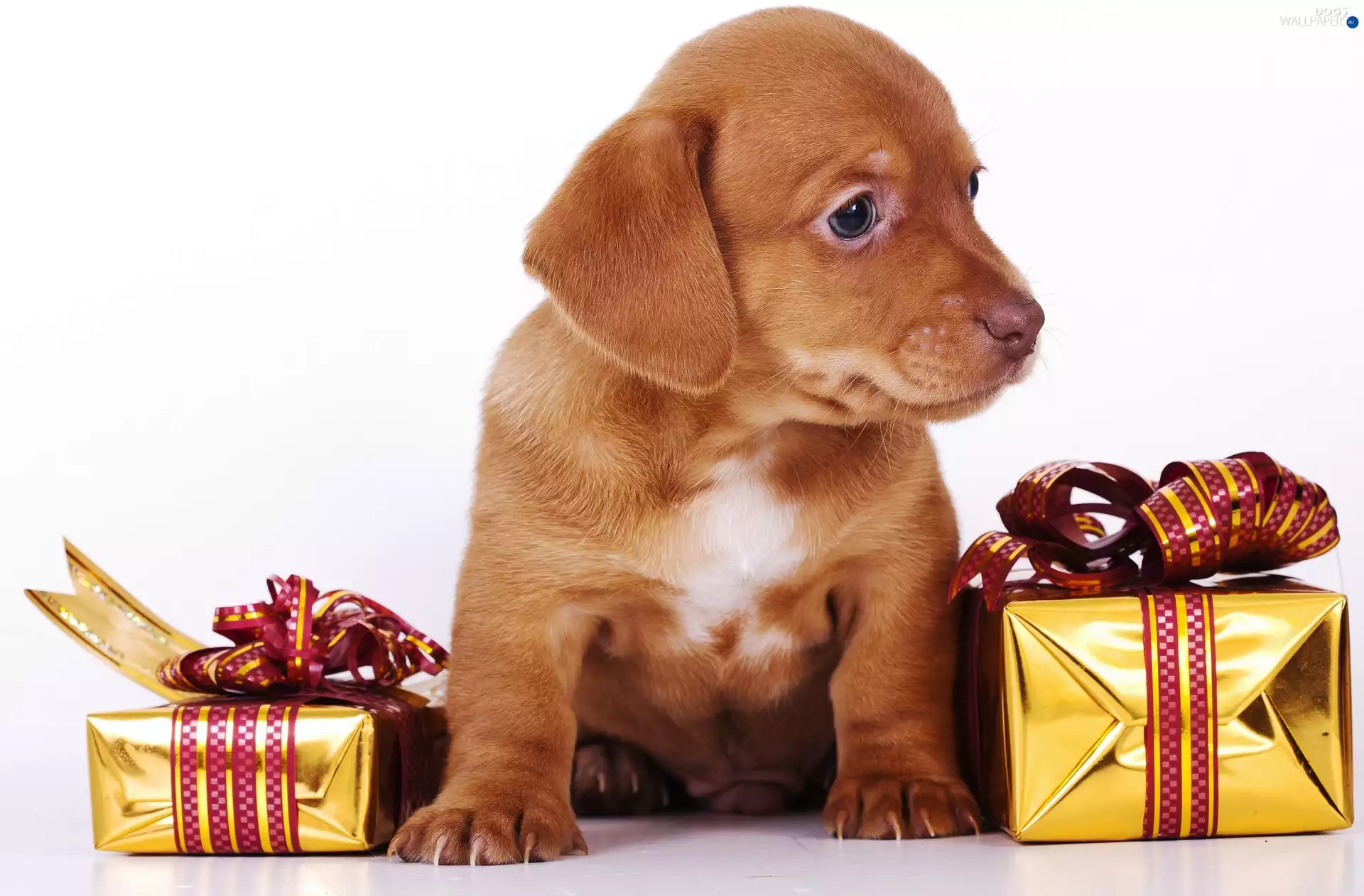 gifts, ginger, puppie