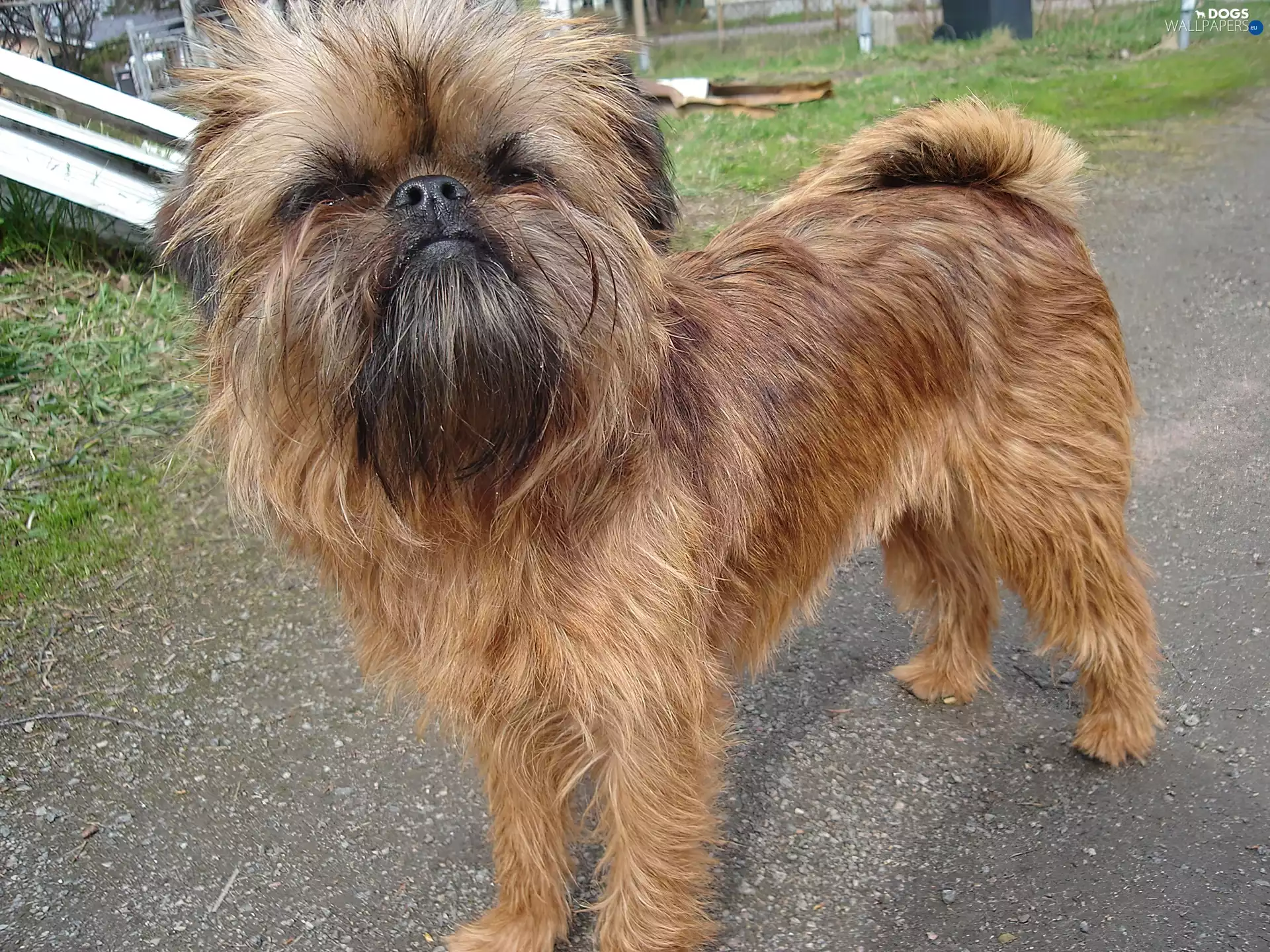 ginger, Brussels Griffon
