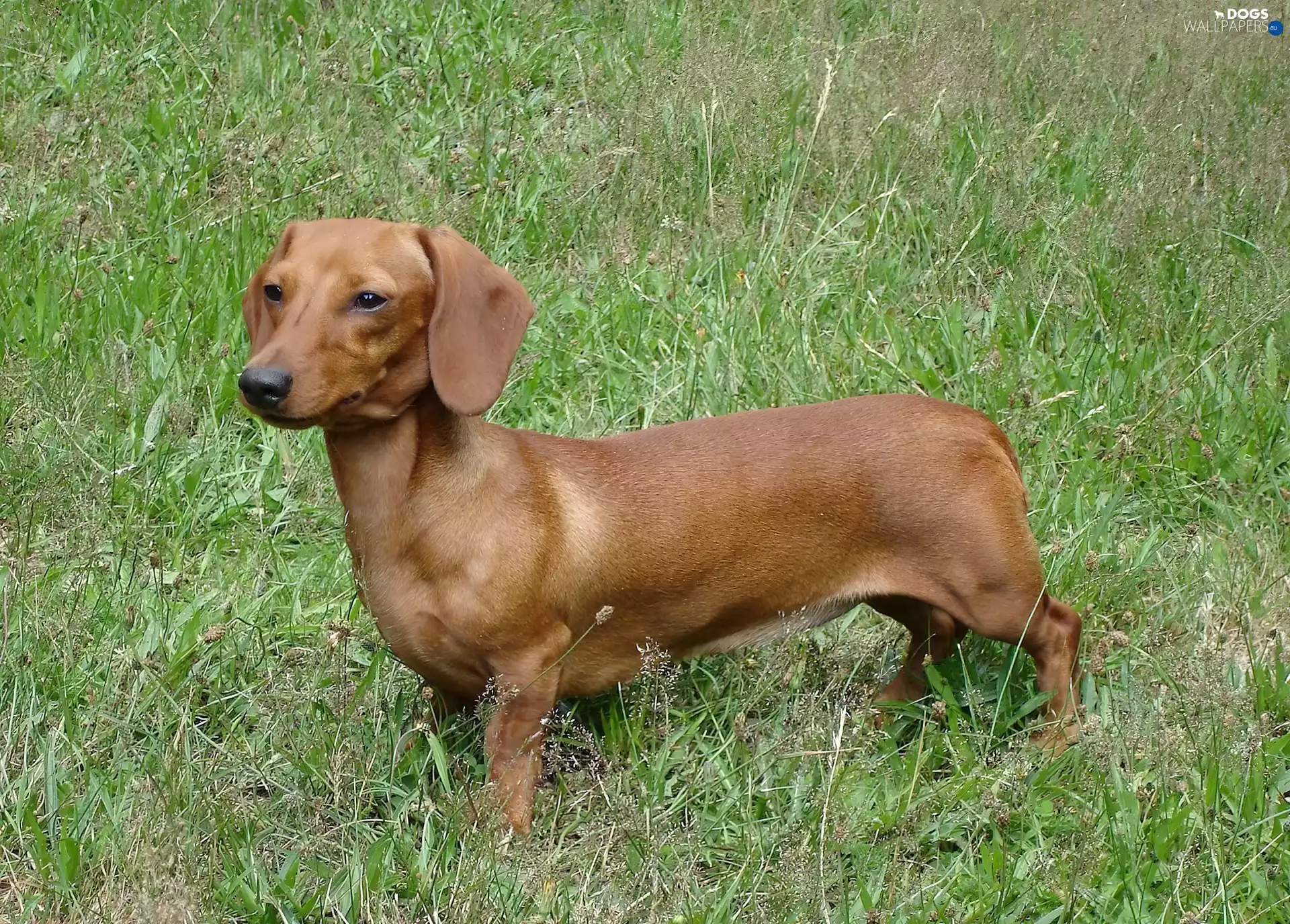 ginger, Dachshund Shorthair