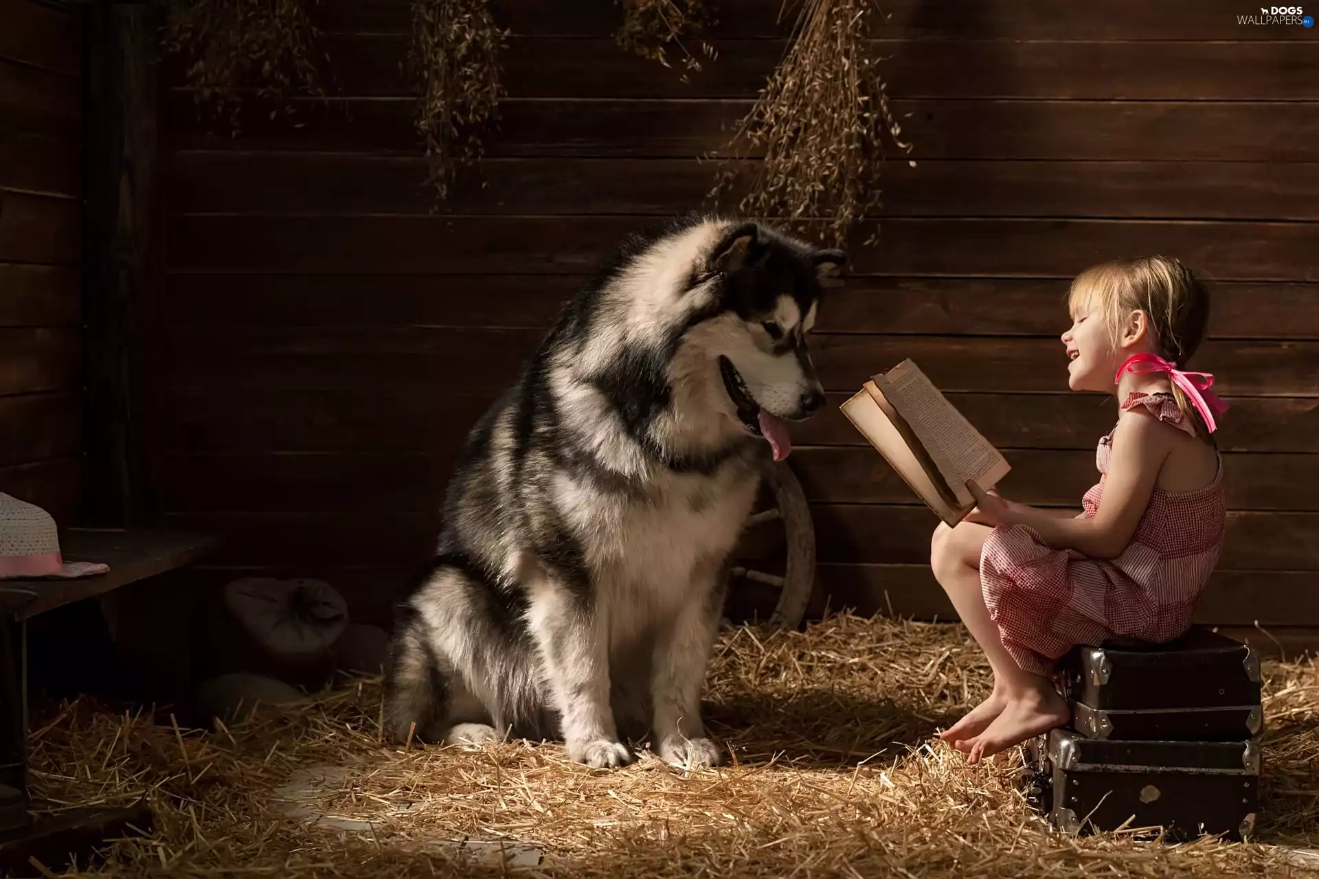 dog, girl, Book, Alaskan Malamute