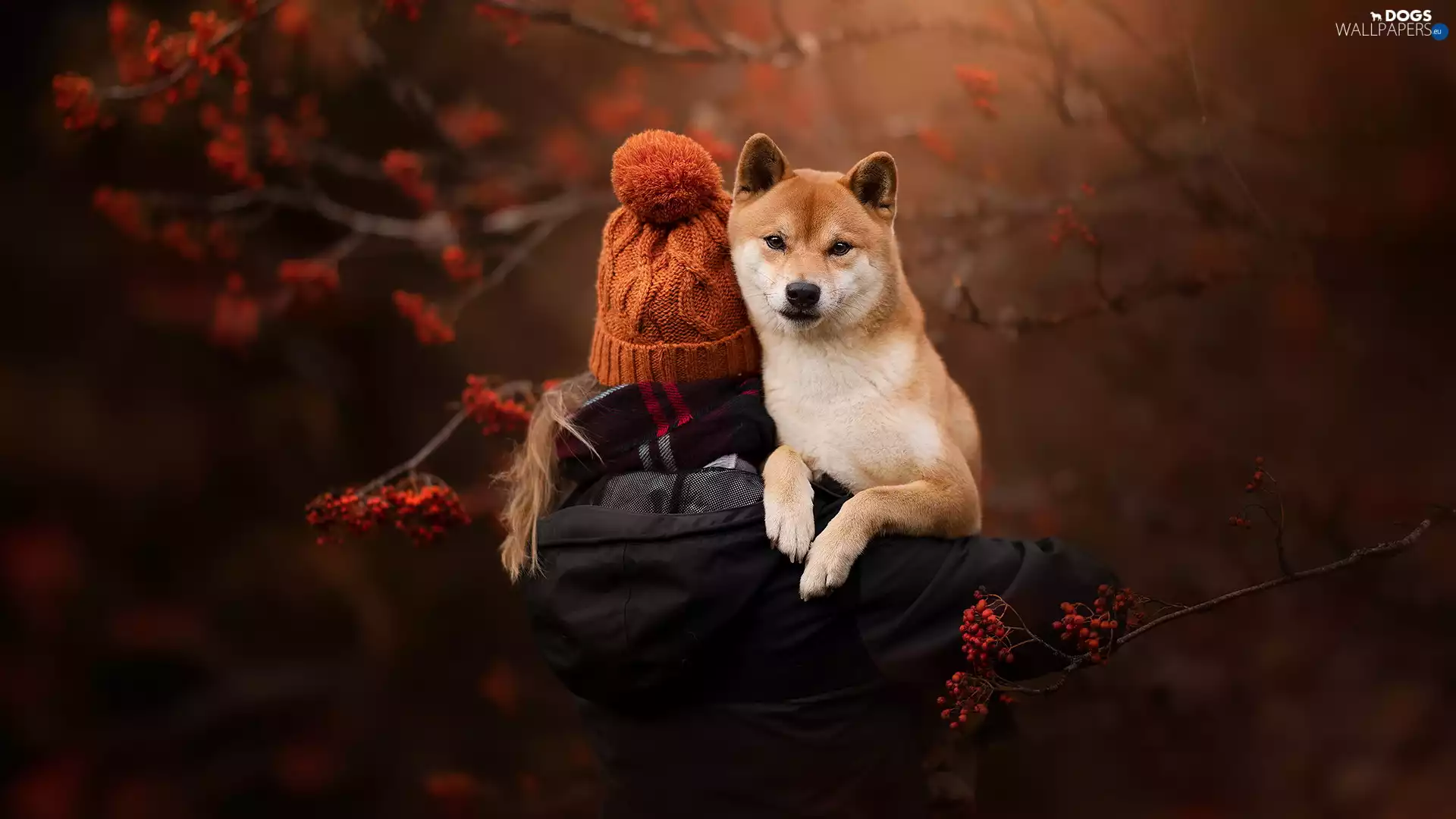 dog, girl, Hat, Shiba inu