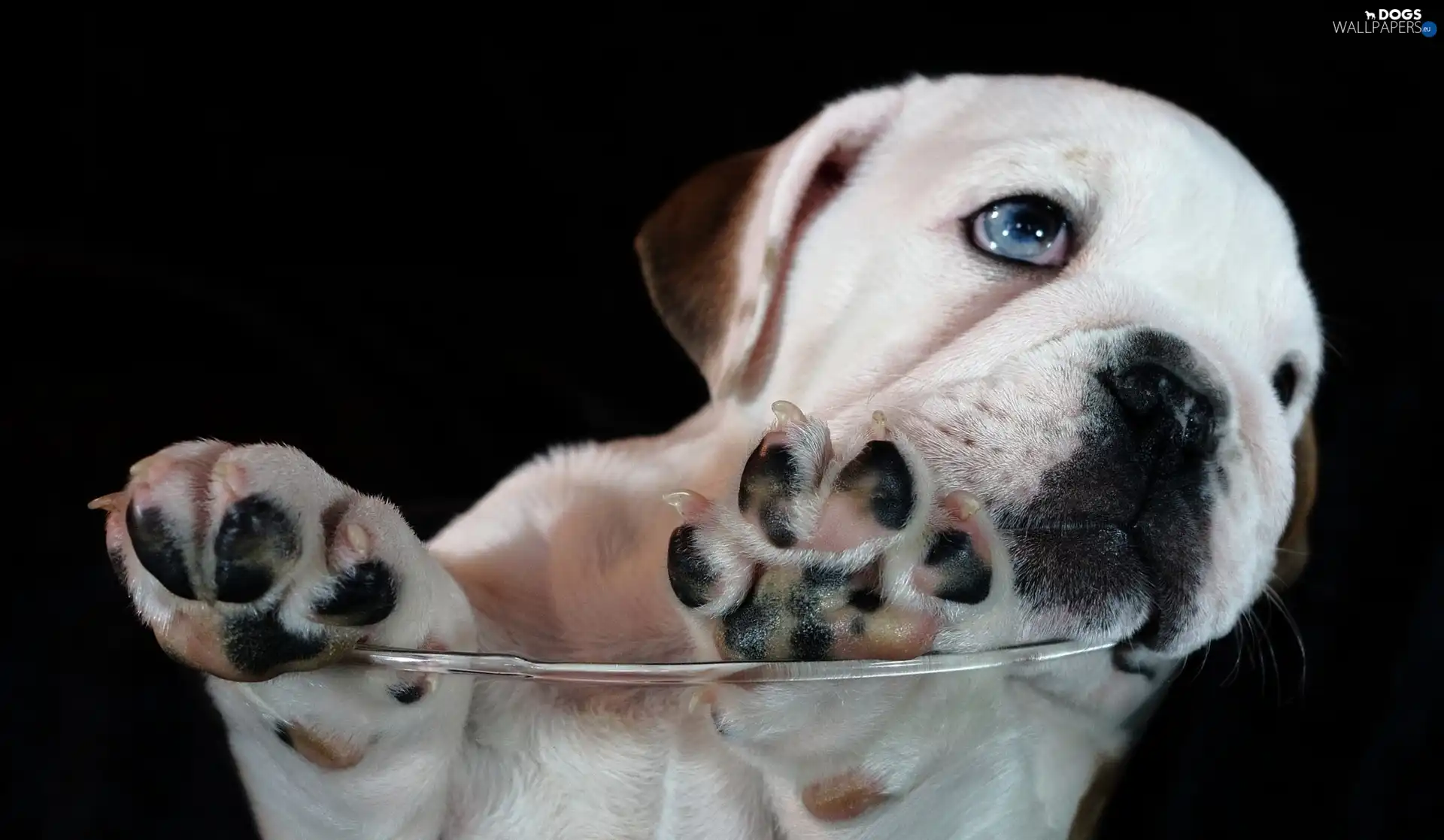 glass, feet, White, doggy