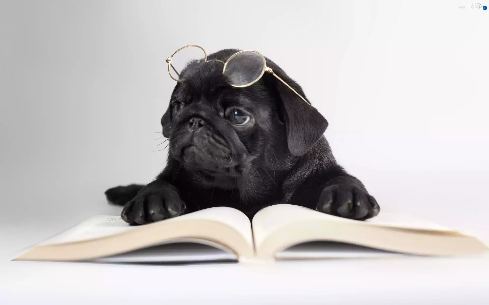 Glasses, dog, Book
