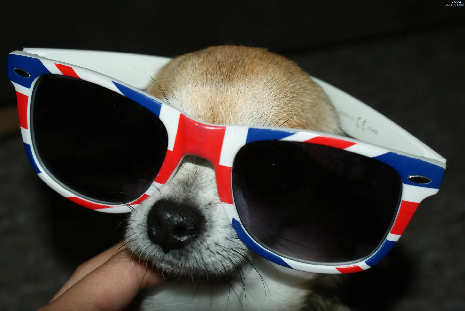 Glasses, Chihuahua