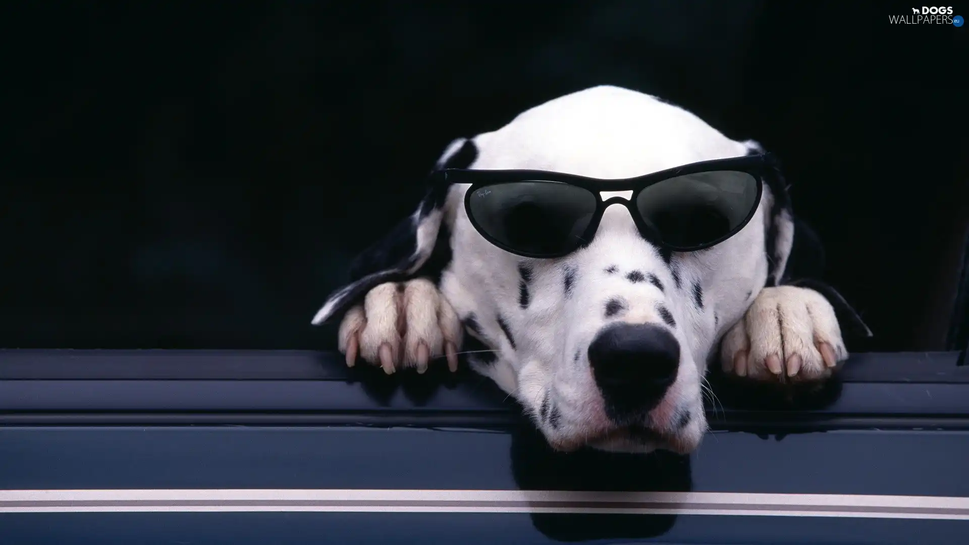 Glasses, Dalmatian