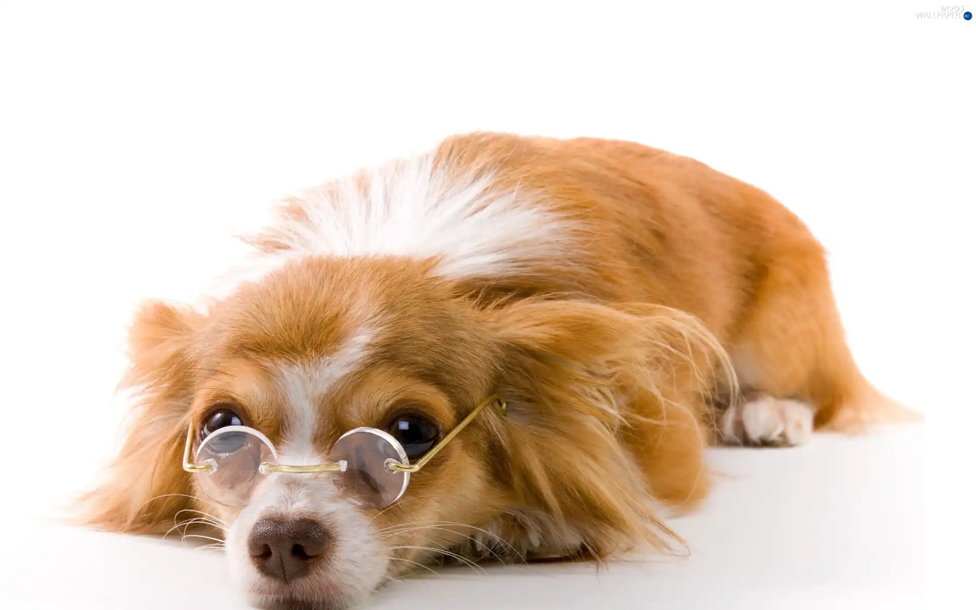 Glasses, dog