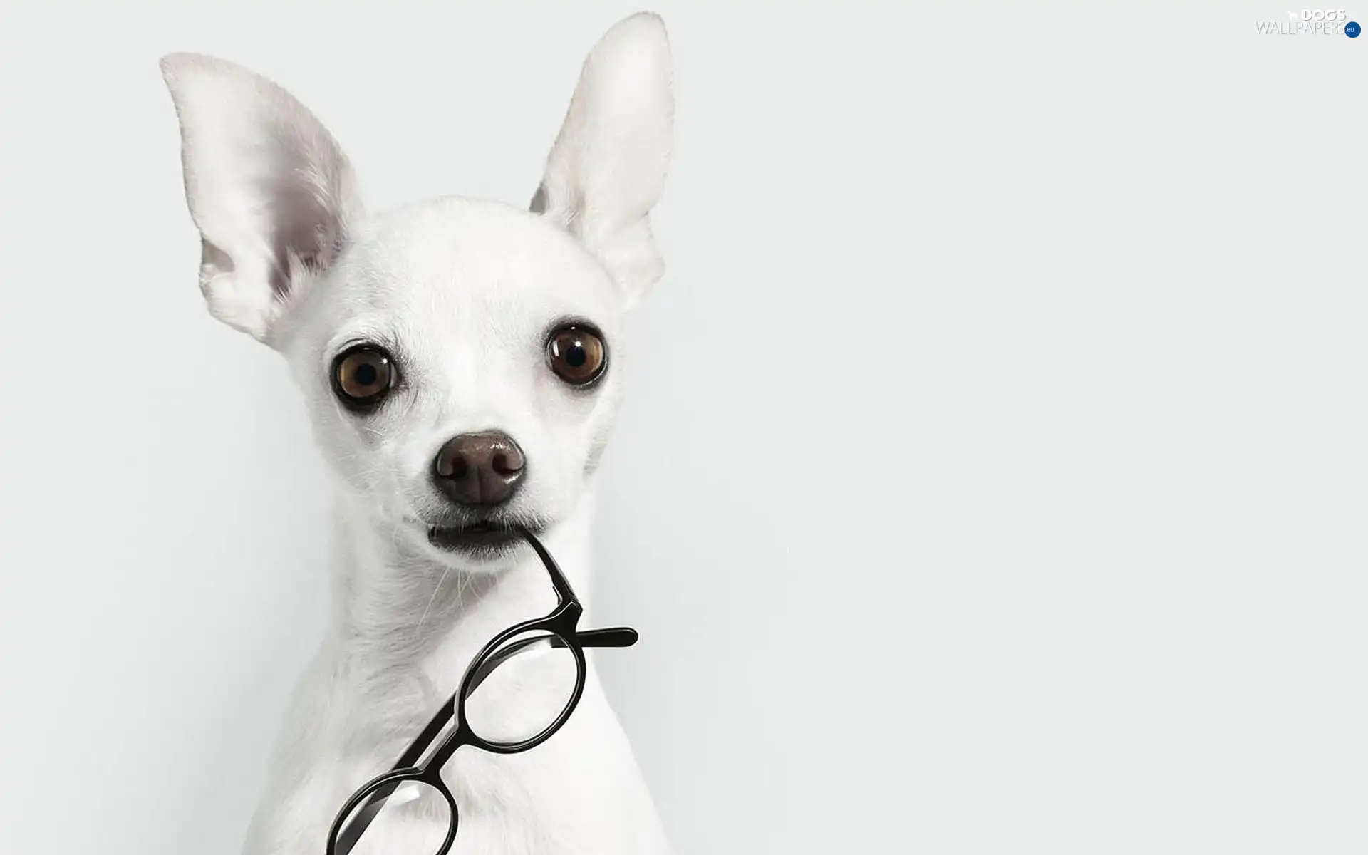 doggy, Glasses, White