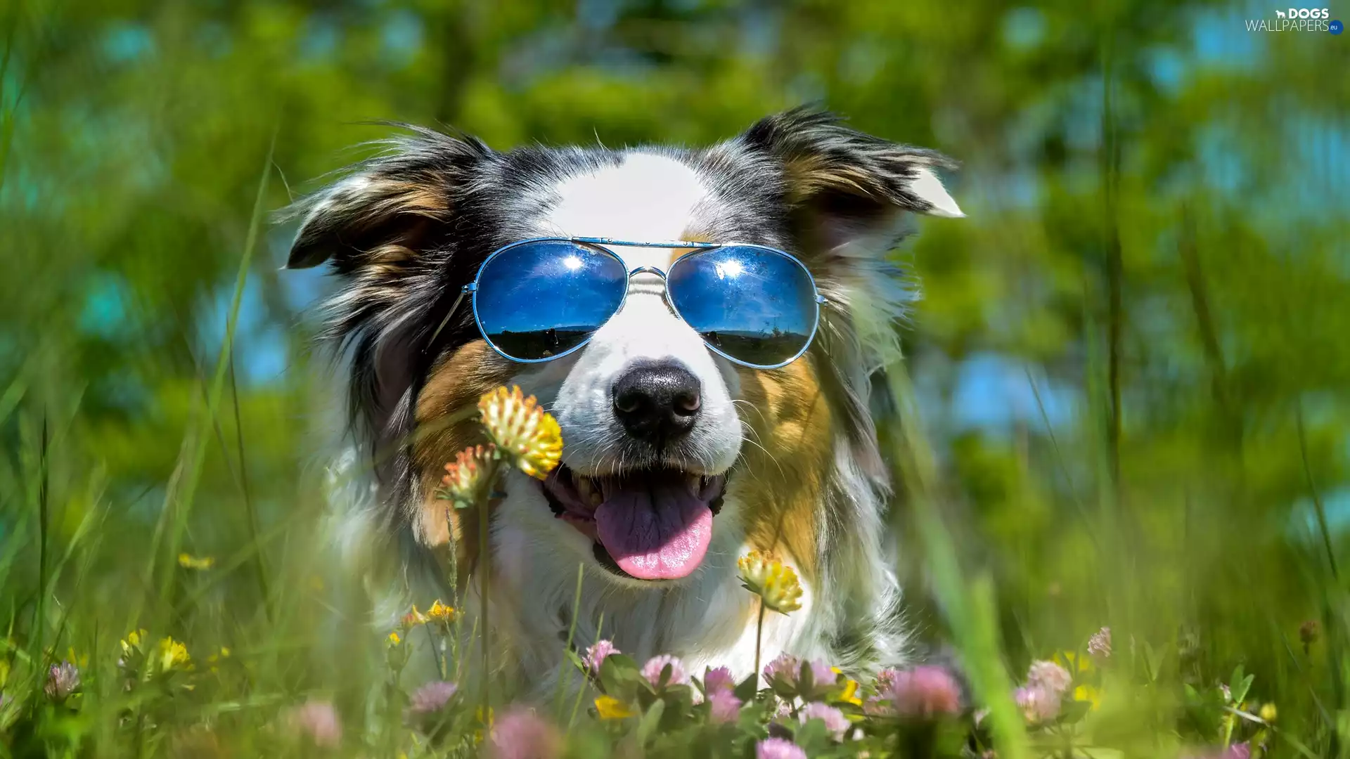 dog, Glasses, Flowers, Australian Shepherd