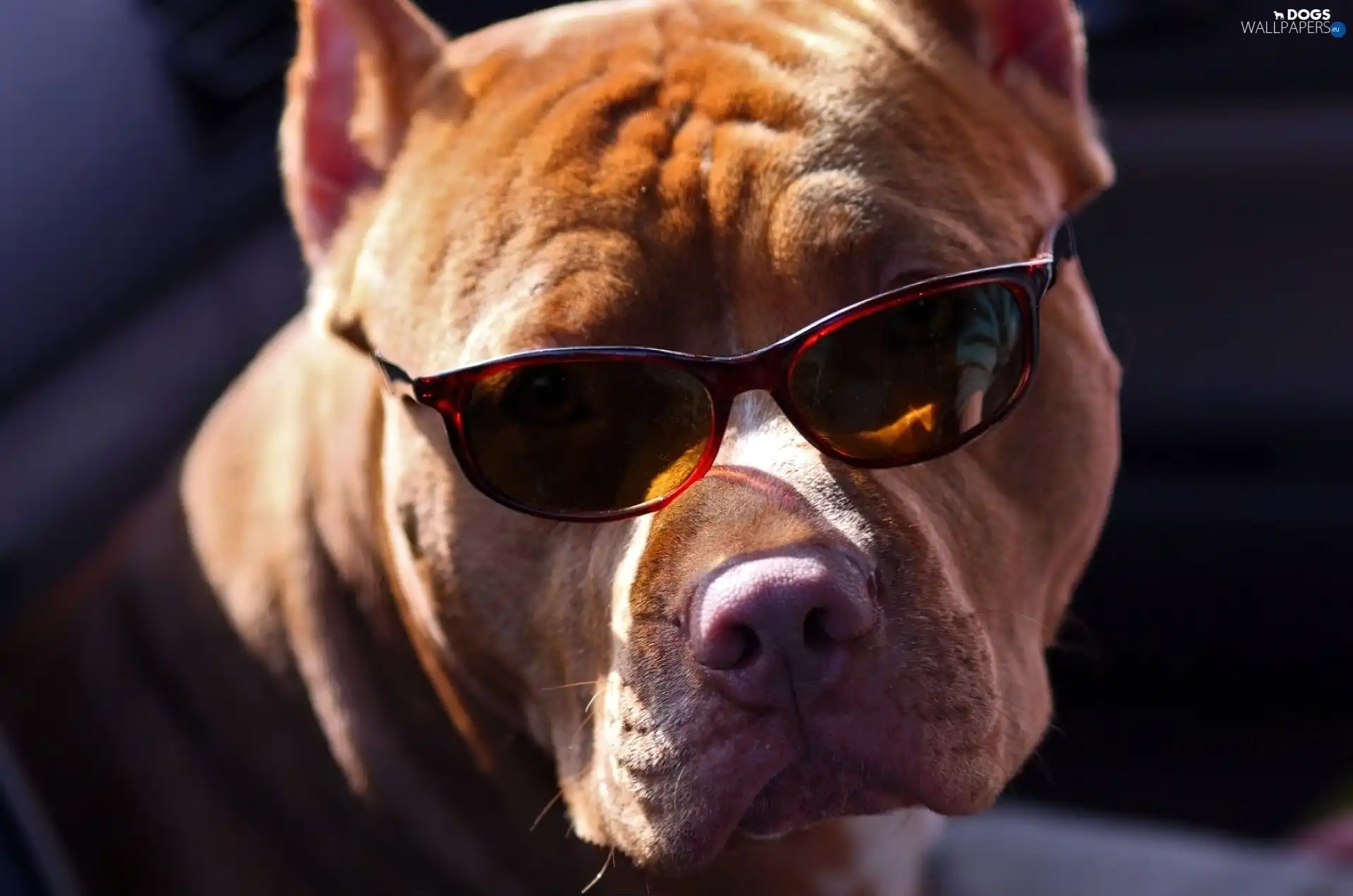 Head, Glasses, dog